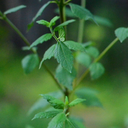 Calea Dream Herb (Calea Zacatechichi)