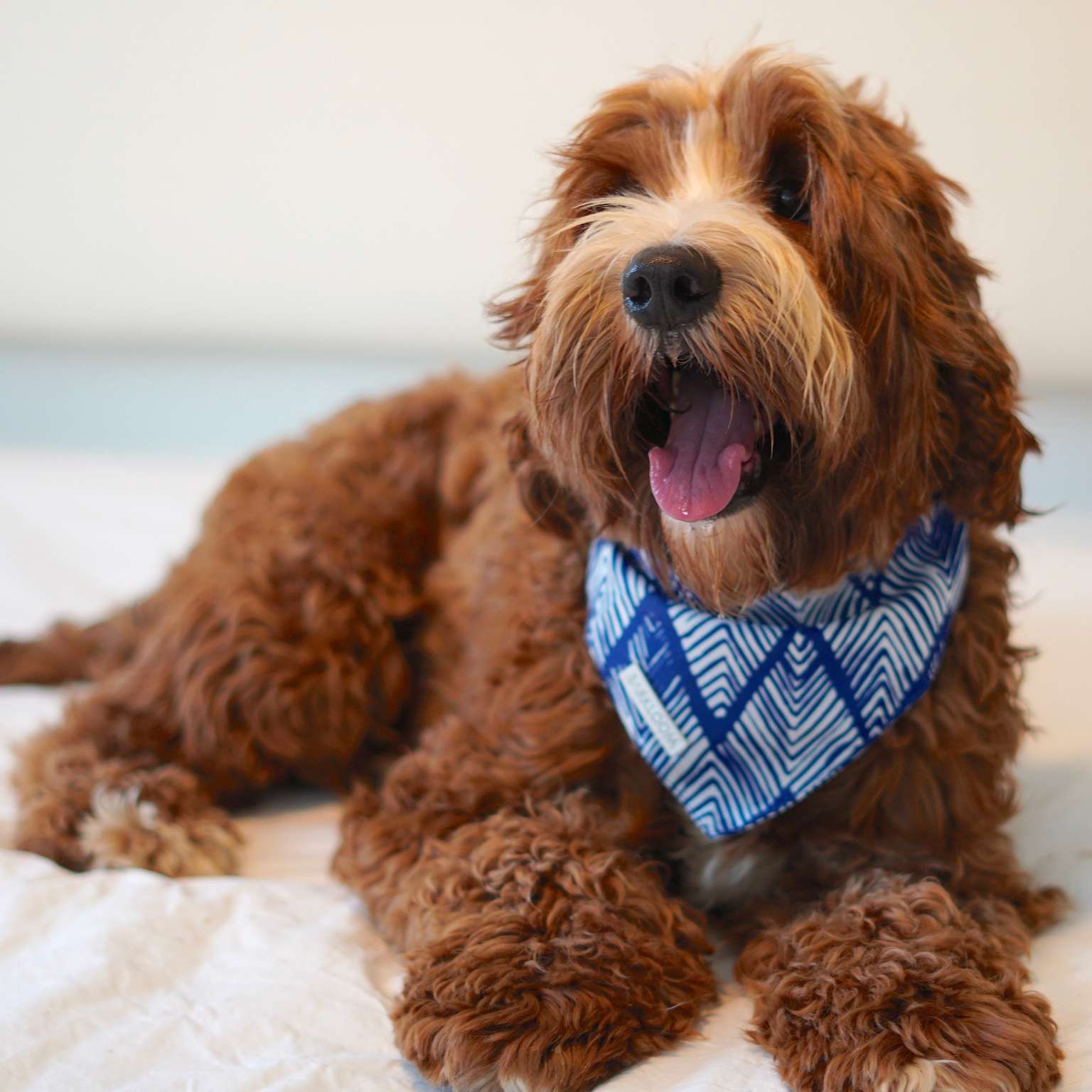Monterey Dog Bandana Set