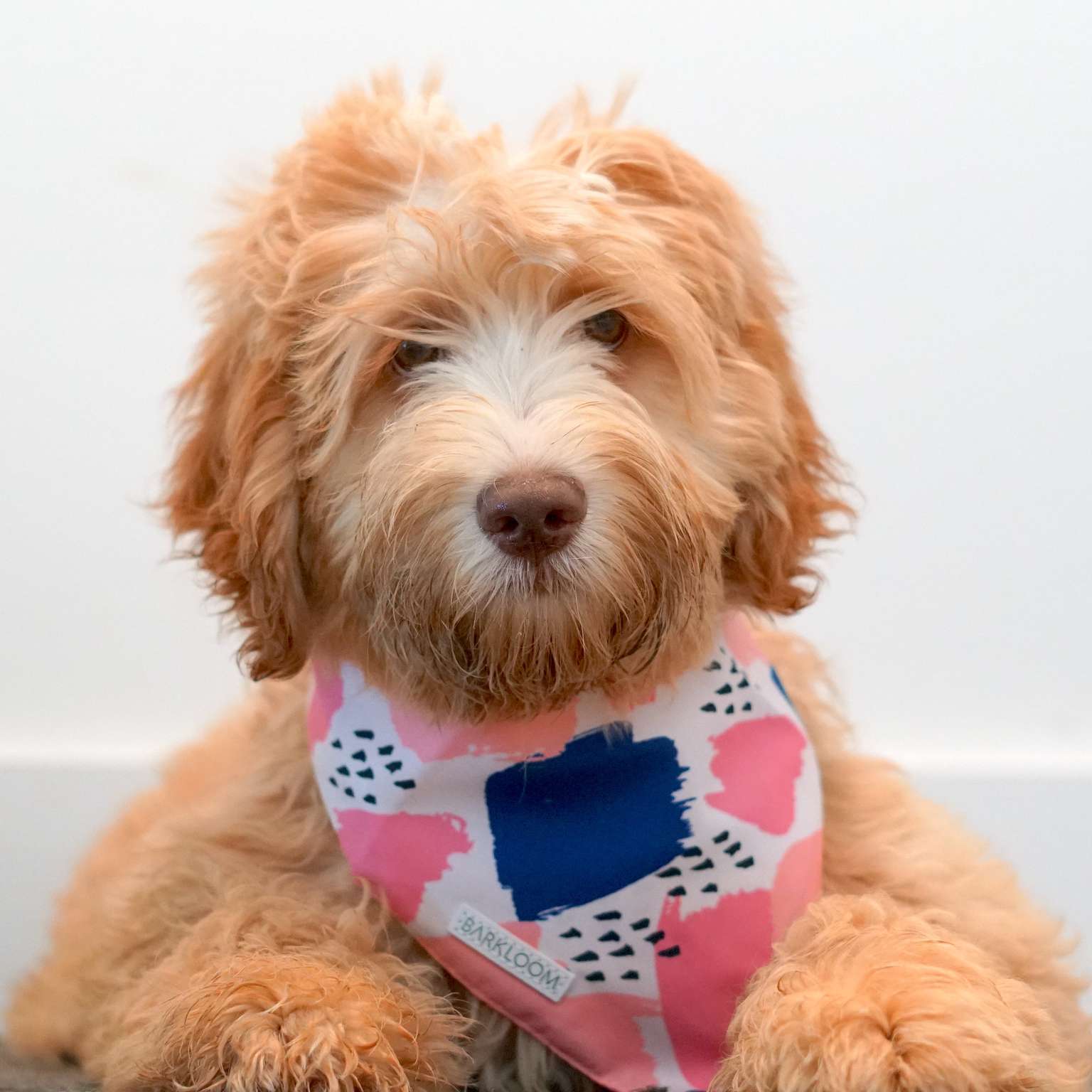 Parisian Dog Bandana Set