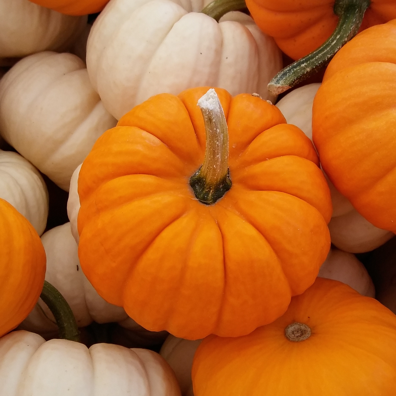 Pumpkin Candle Jar Limited