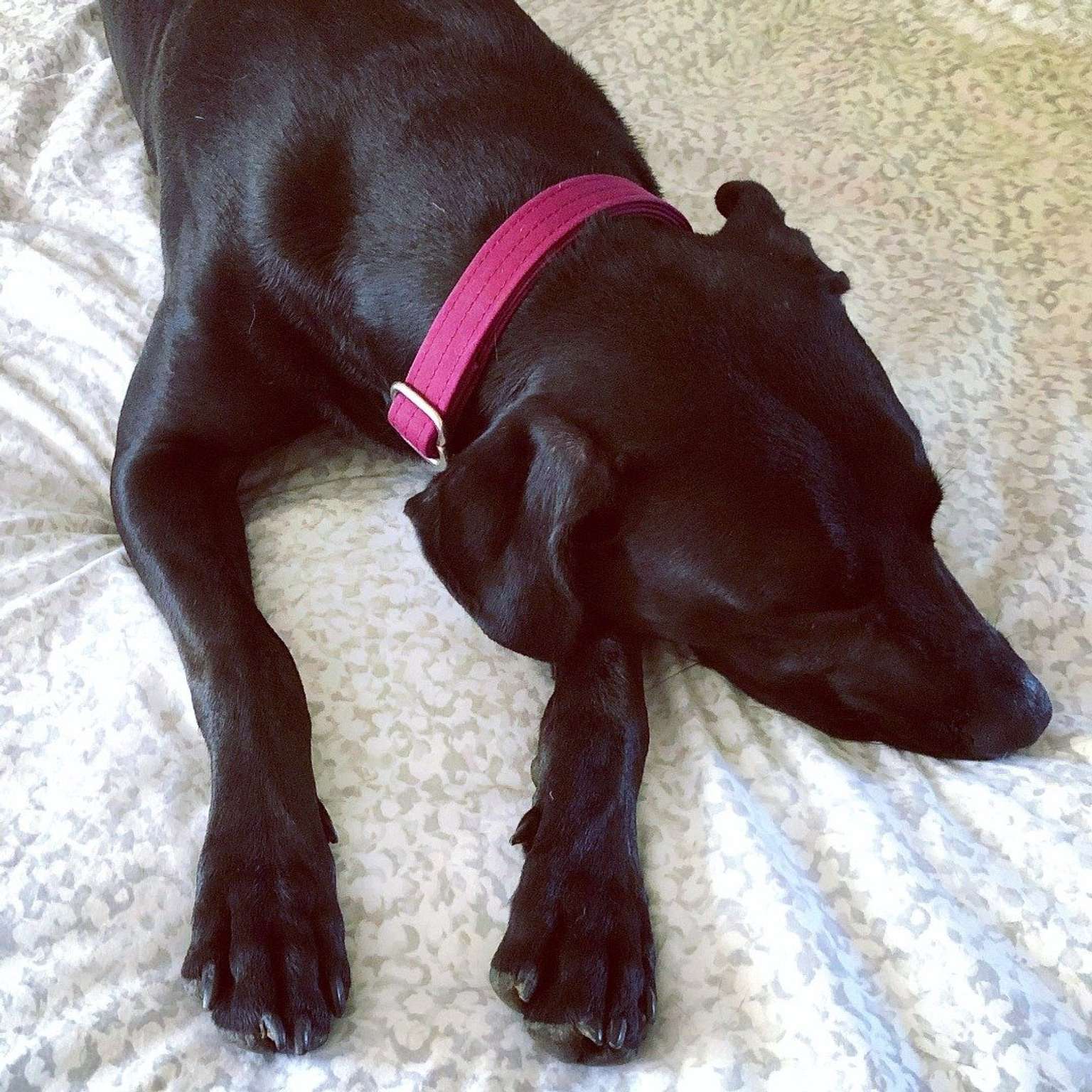 Berry Waxed Canvas Dog Collar