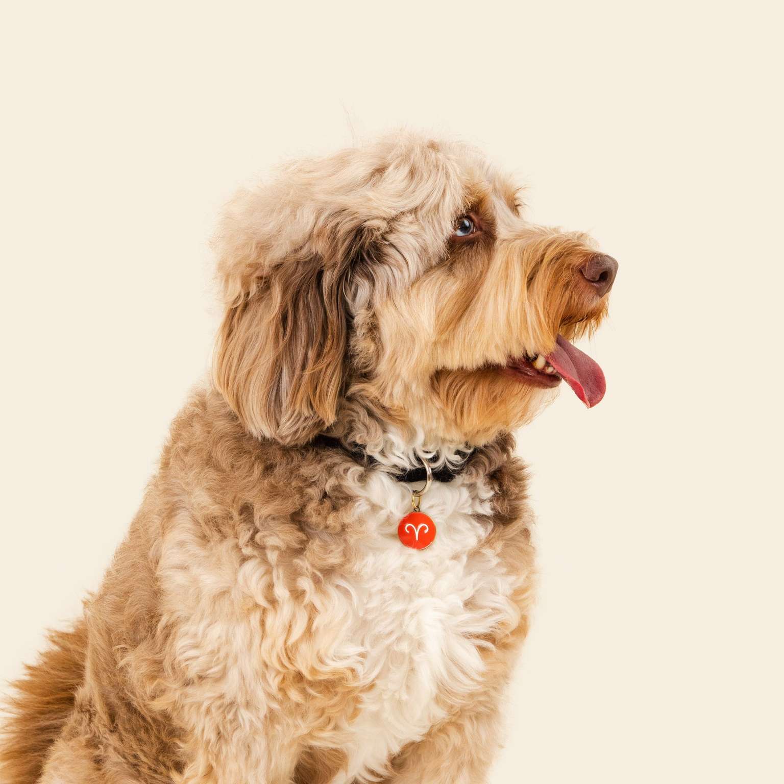 Zodiac Dog Tags