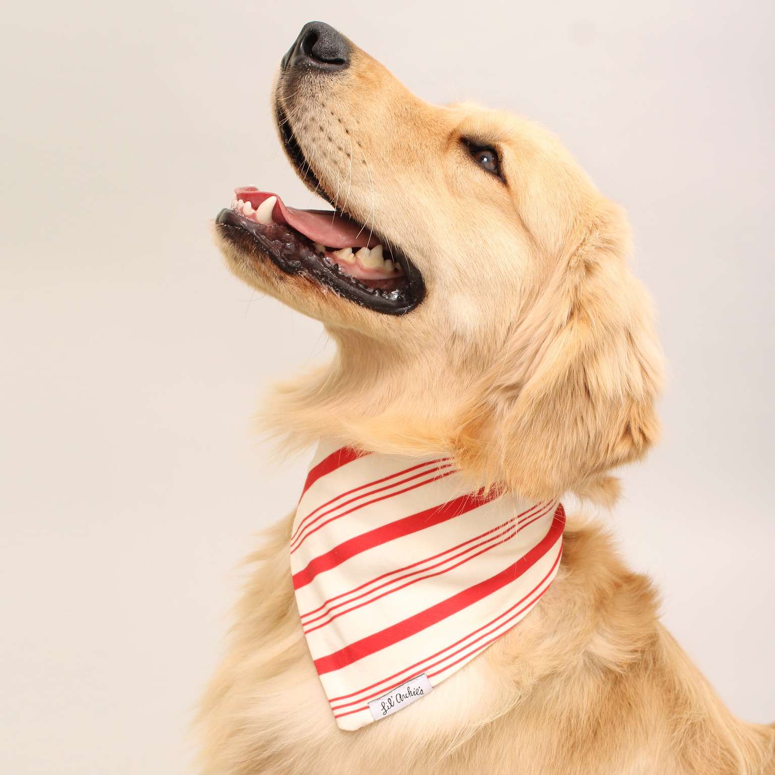 Candy Cane