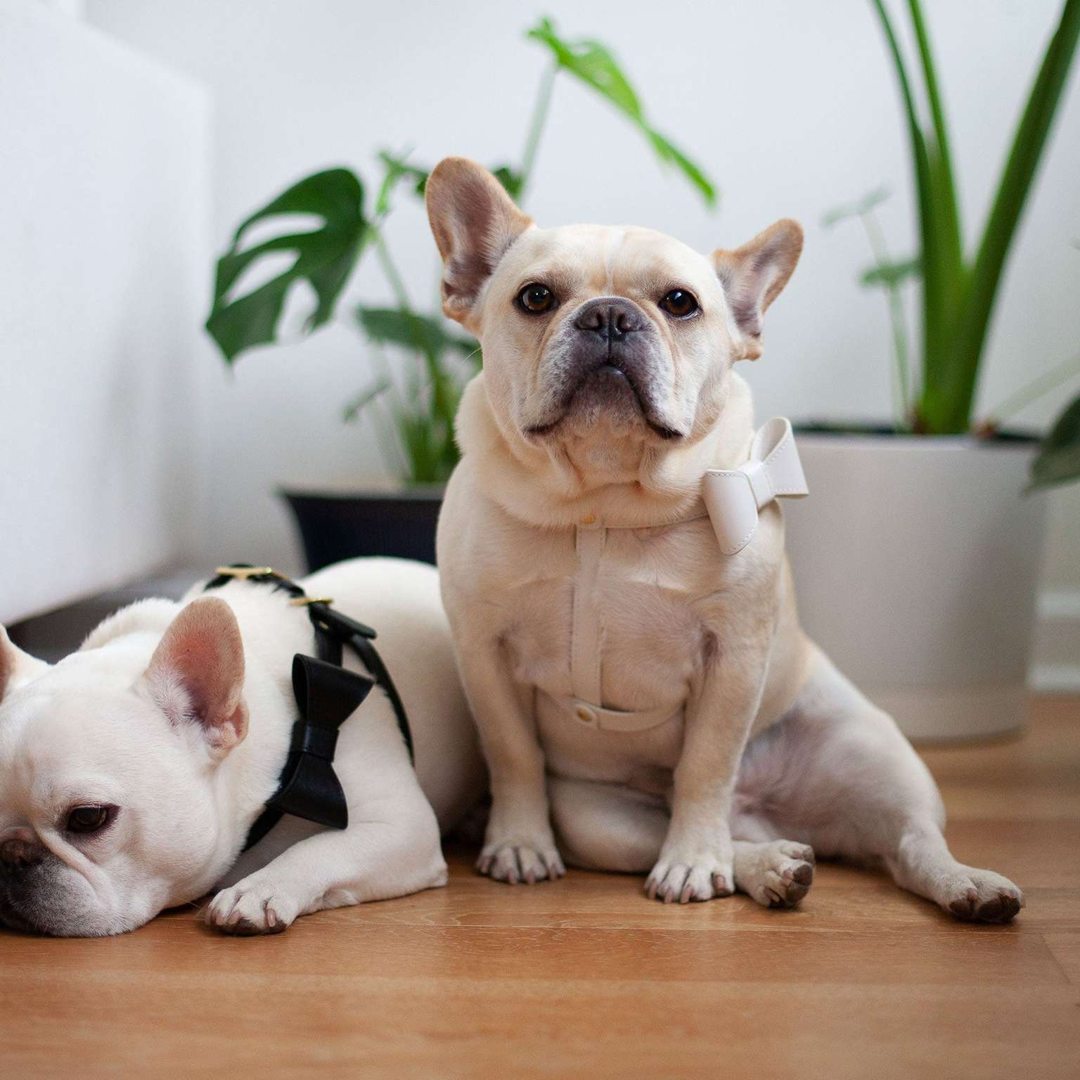 Removable Bow Harness
