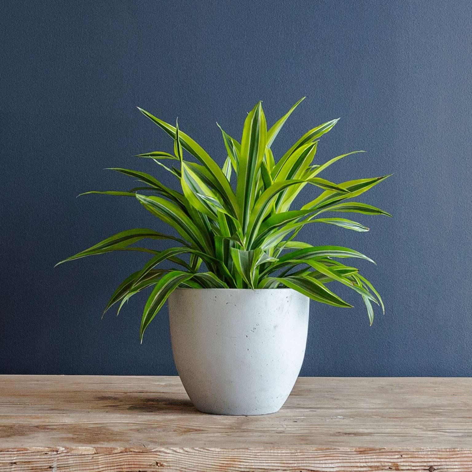 Dragon Tree Lemon-Lime