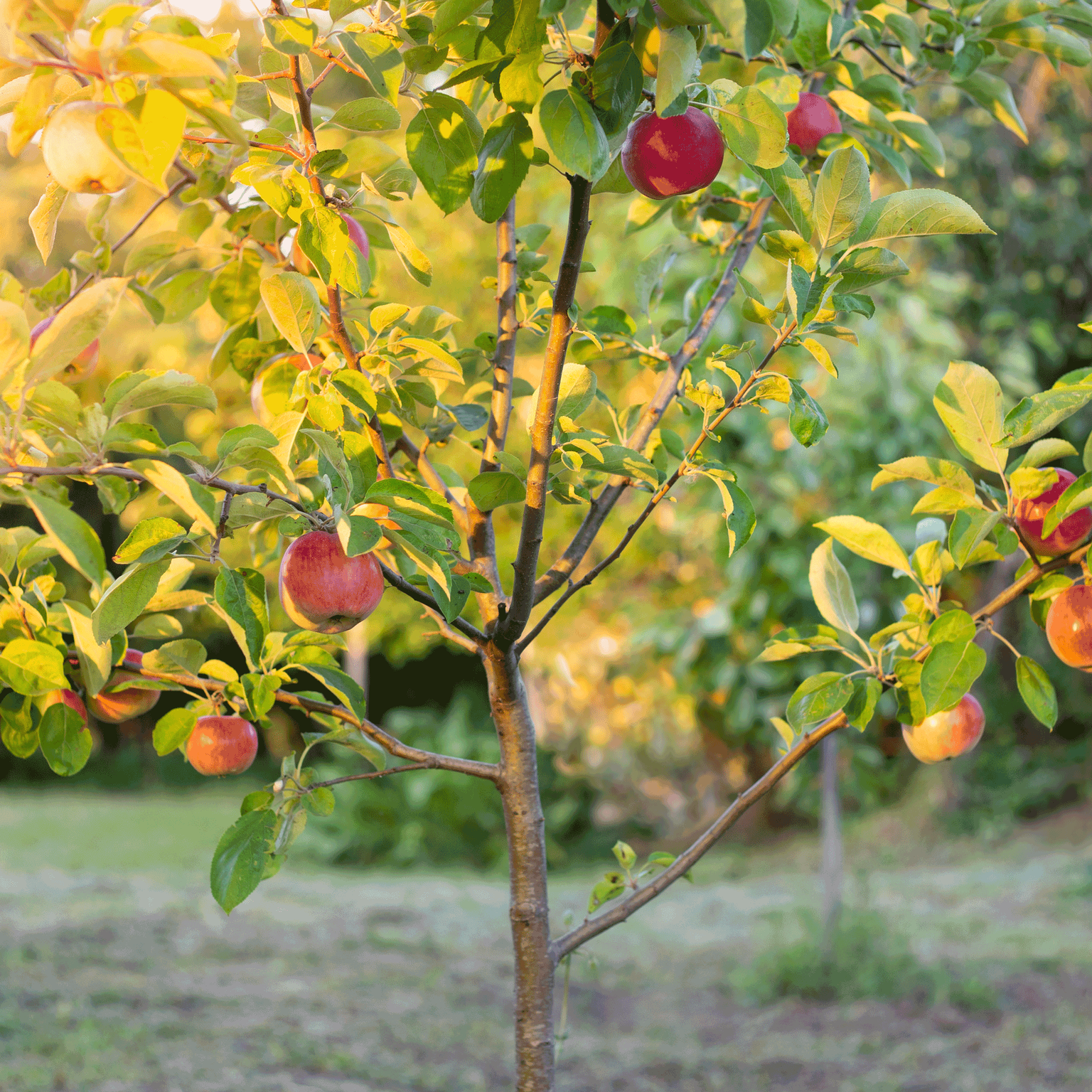 ‘Hope Garden’ Outdoor Bundle
