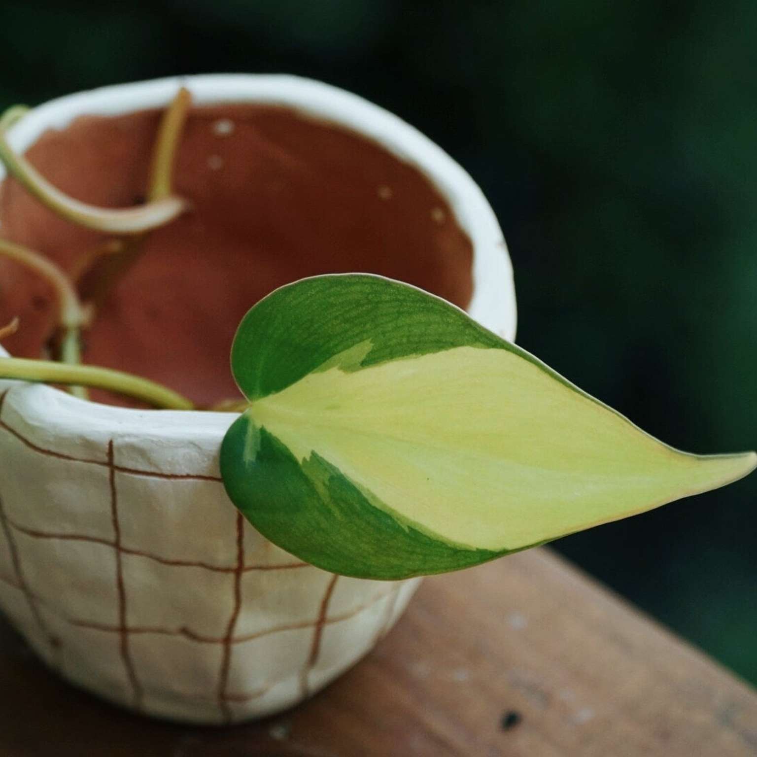 Hand-carved Grid Planter