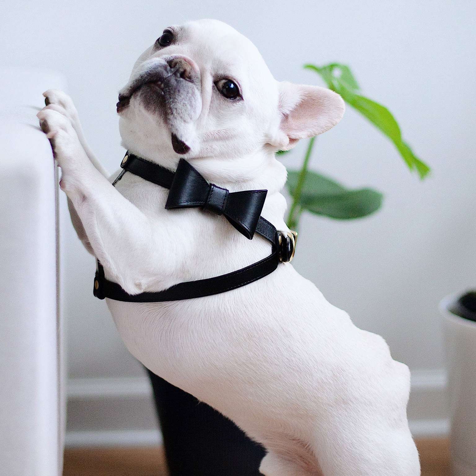 Removable Bow Harness