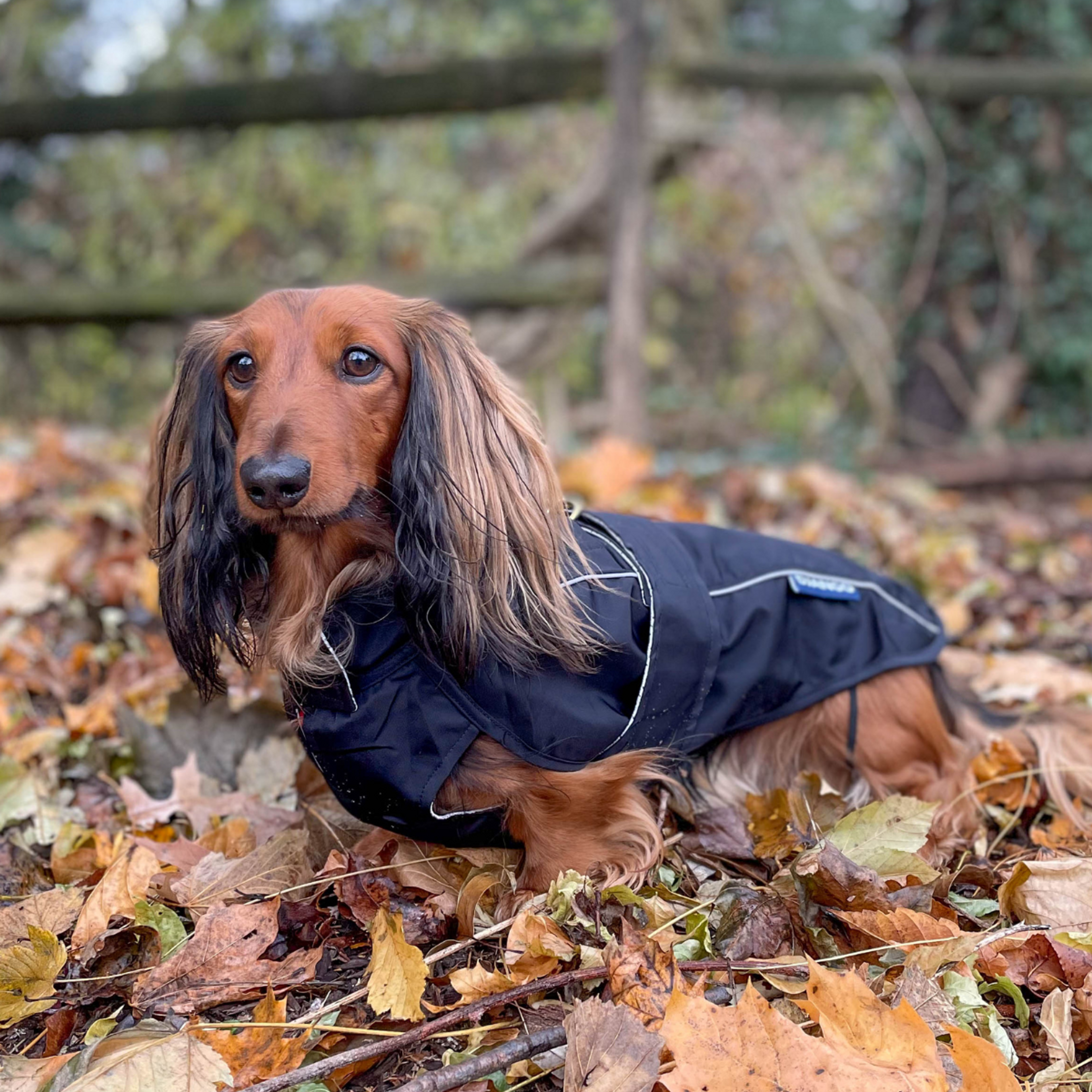 City Slicker All-Weather Dog Jacket & Raincoat - Black