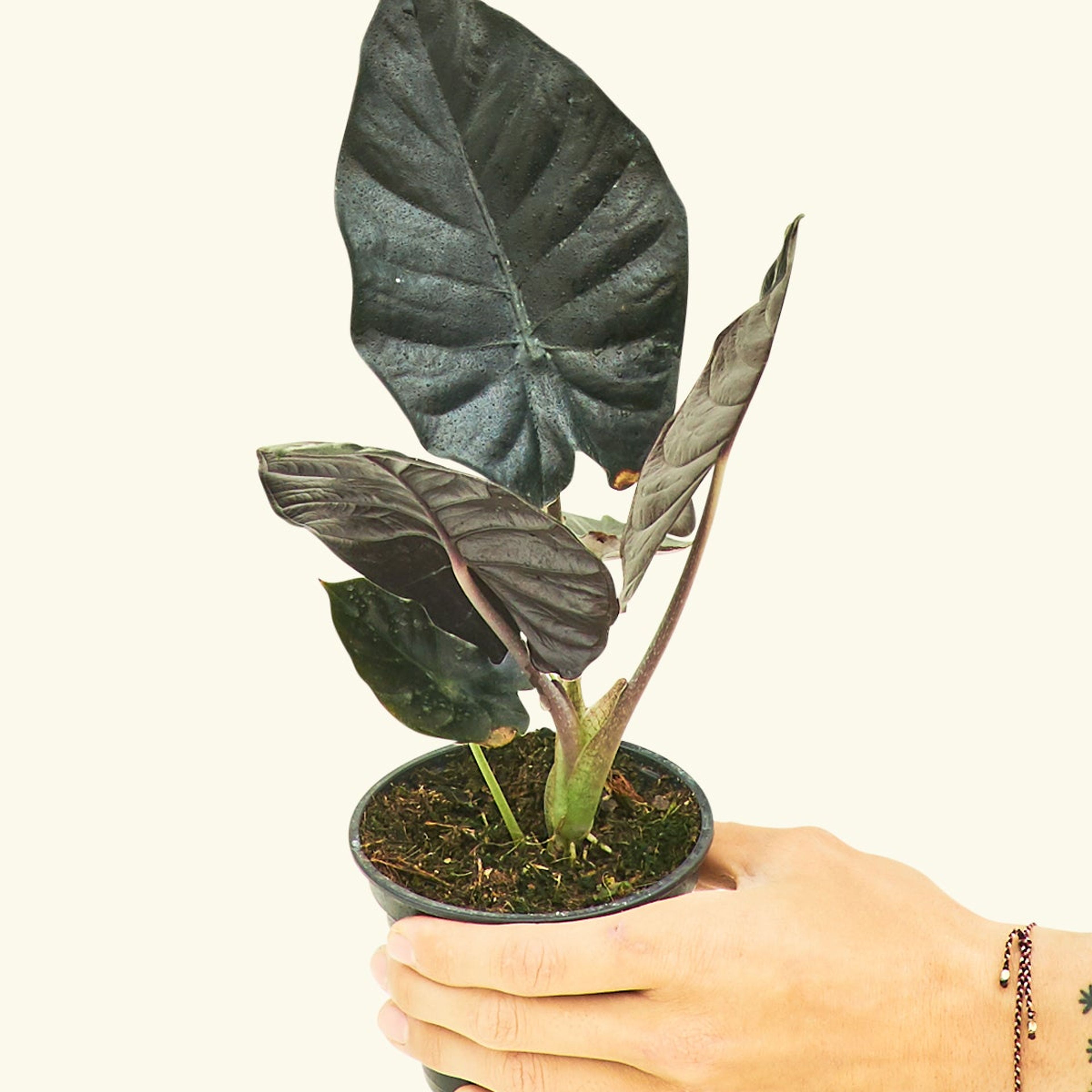 Alocasia 'Black Panther', Small