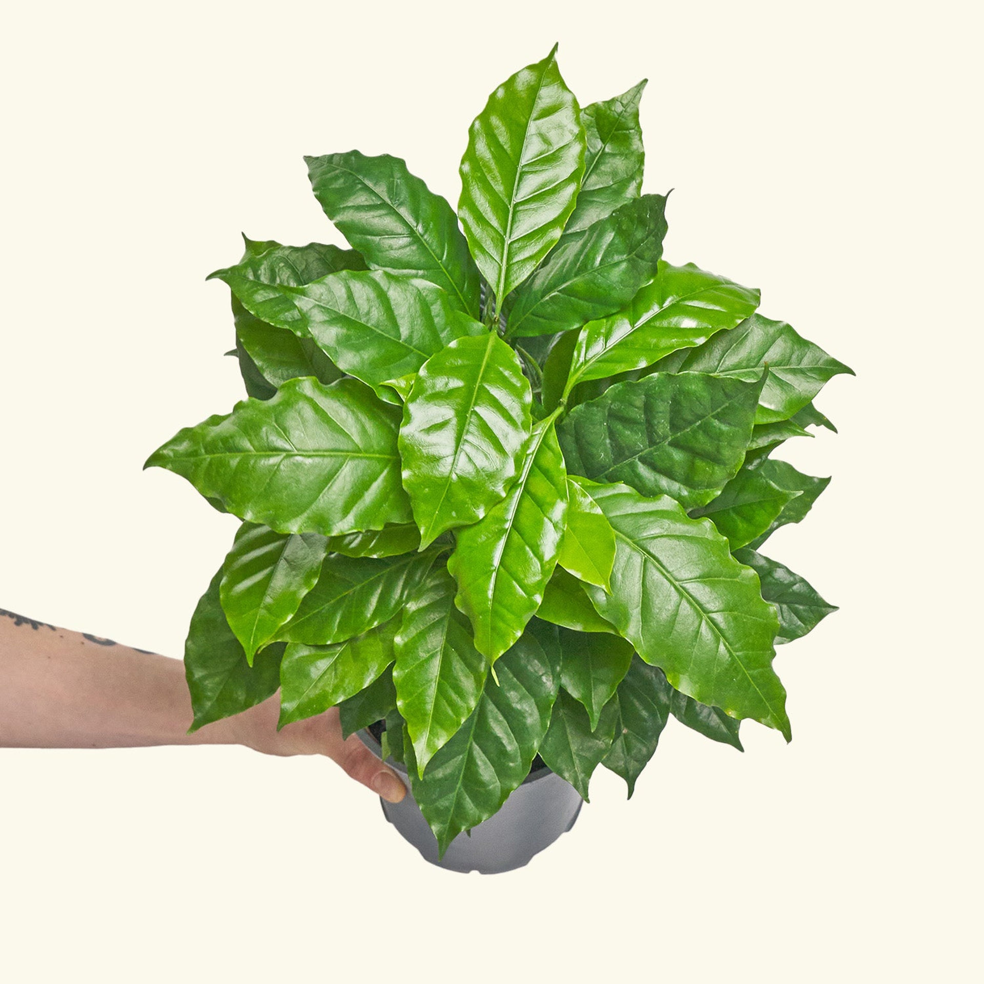 Coffee Plant, Medium