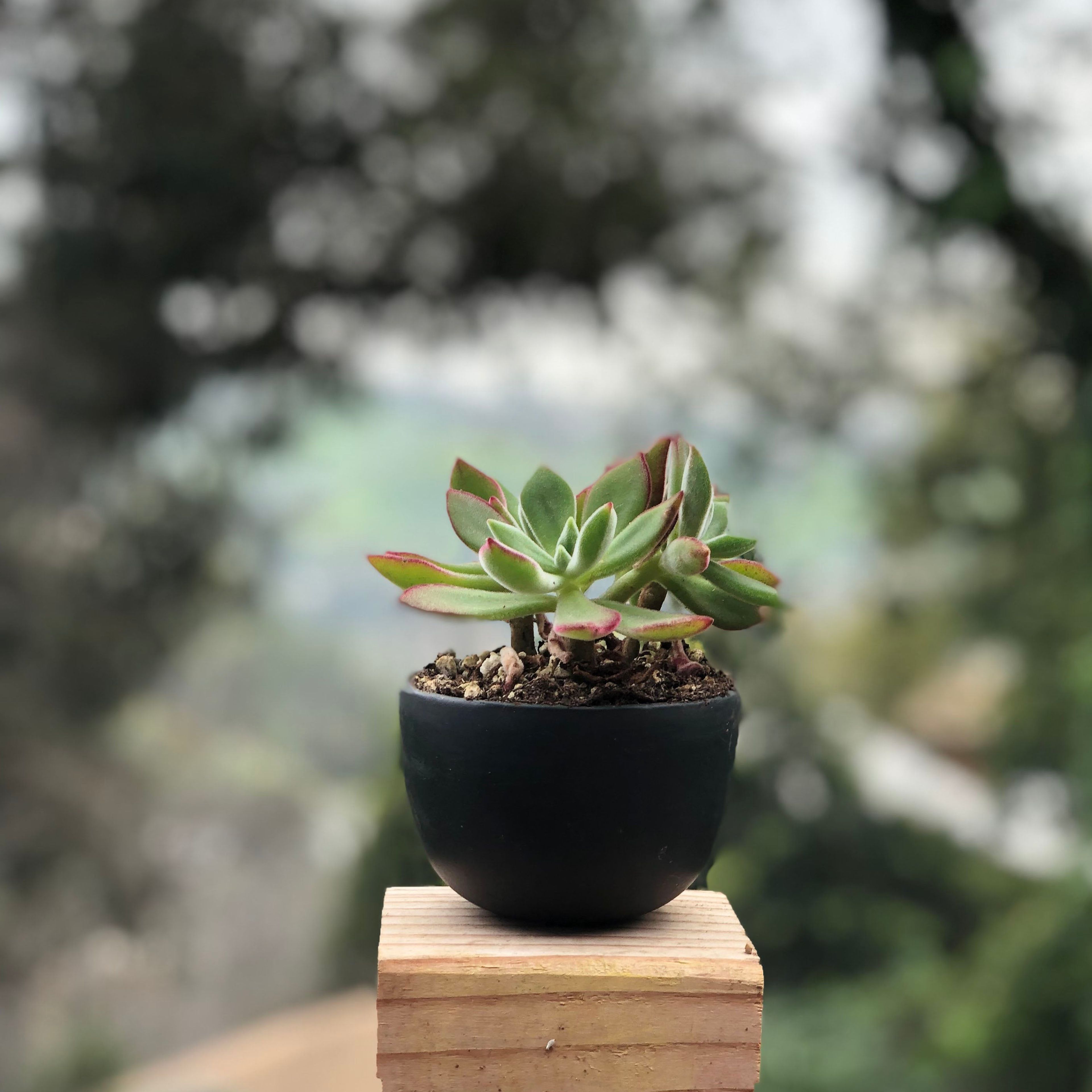 Small Jupiter Pots/Planters - Natural
