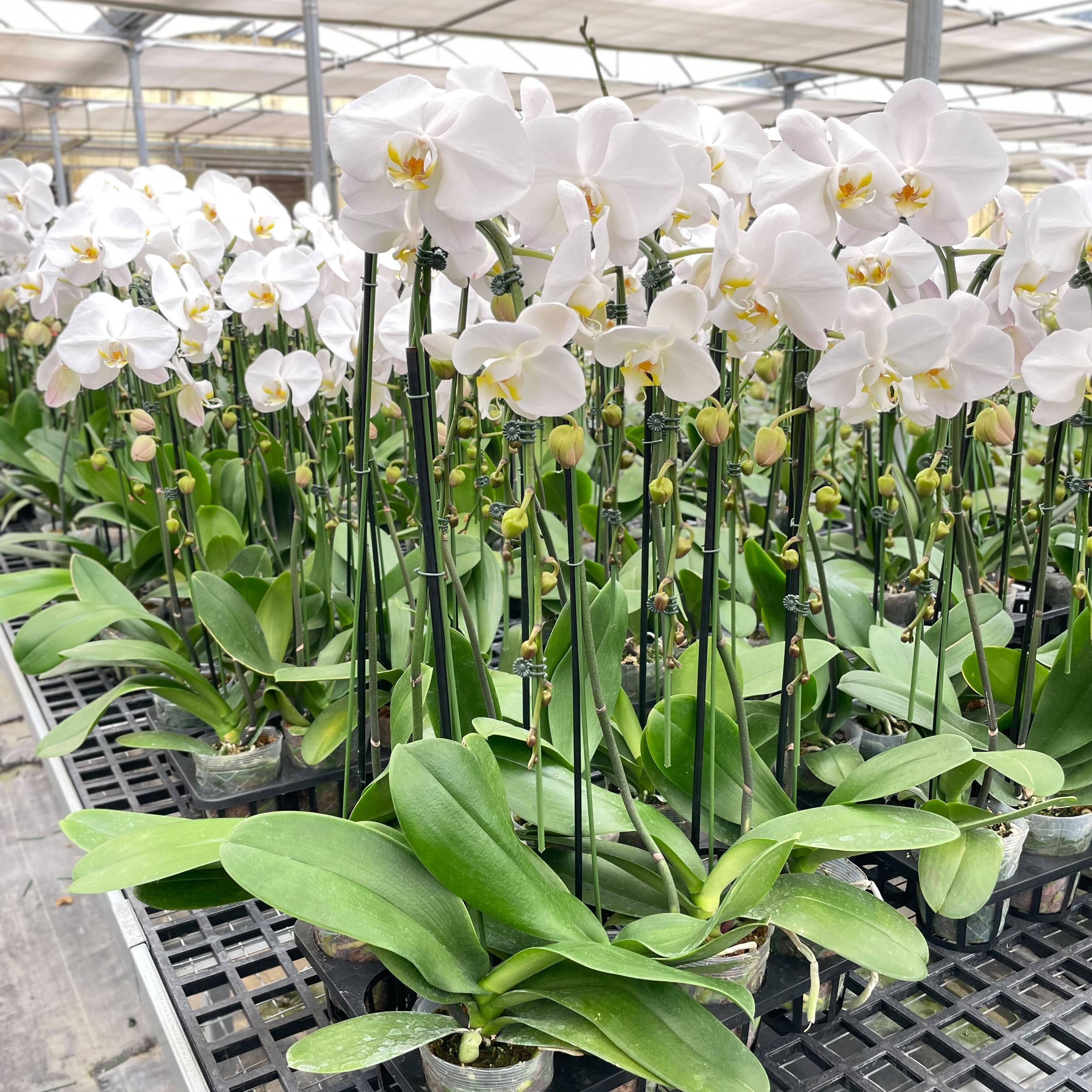 Orchid 'White Phalaenopsis'