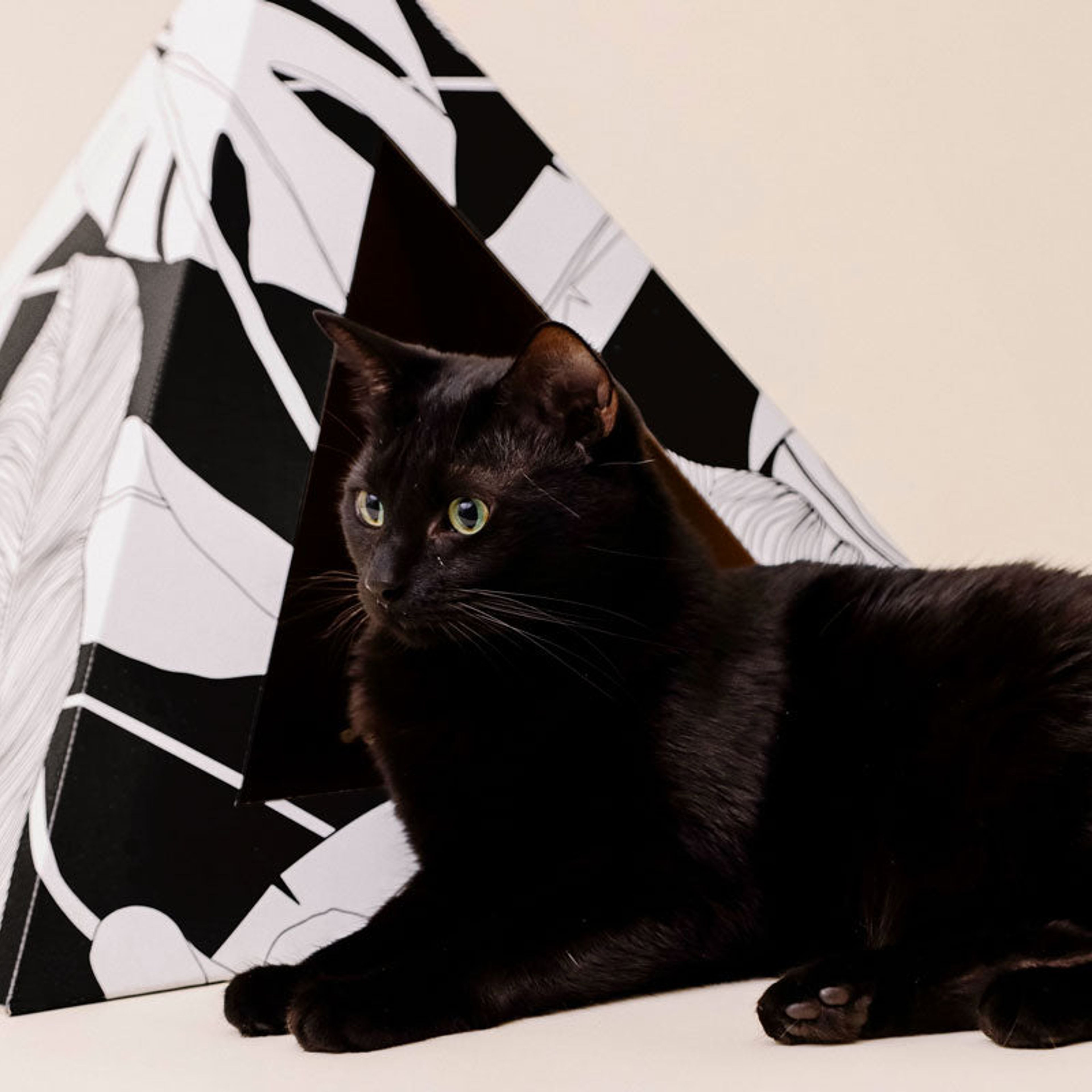 'Dark Paradise' Cardboard Cat Pyramid