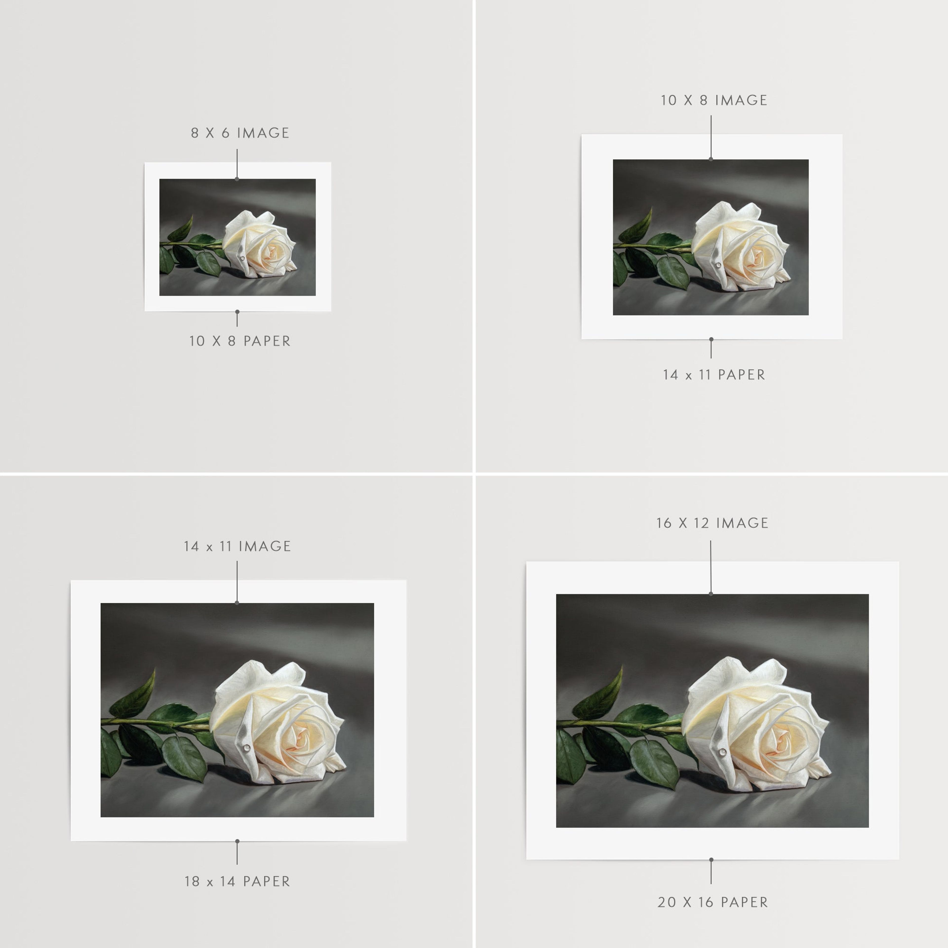 White Rose | Fine Art Print