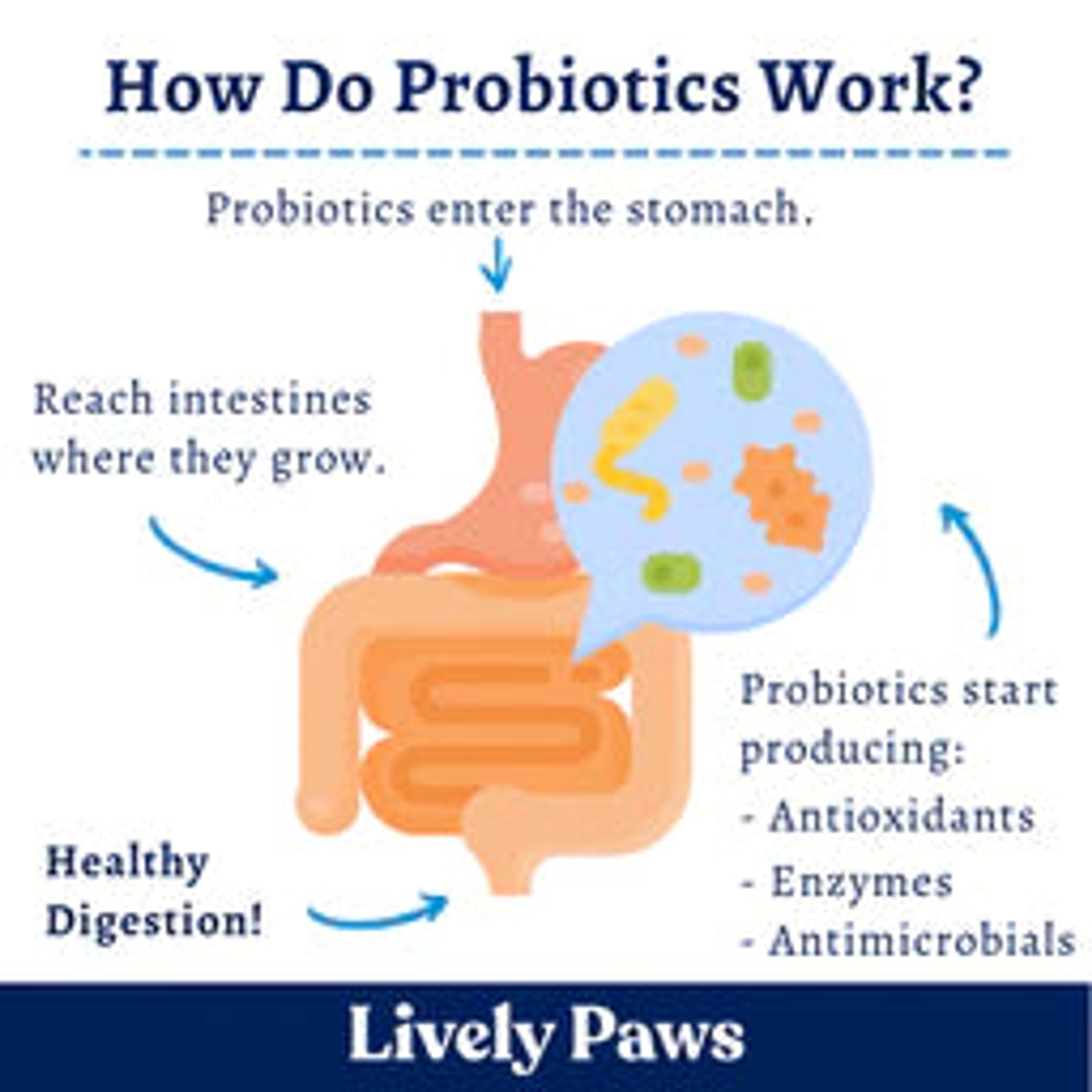 Lively Paws Probiotic Soft Chew for Dogs with Soil based Prebiotic to Restore Gut Health