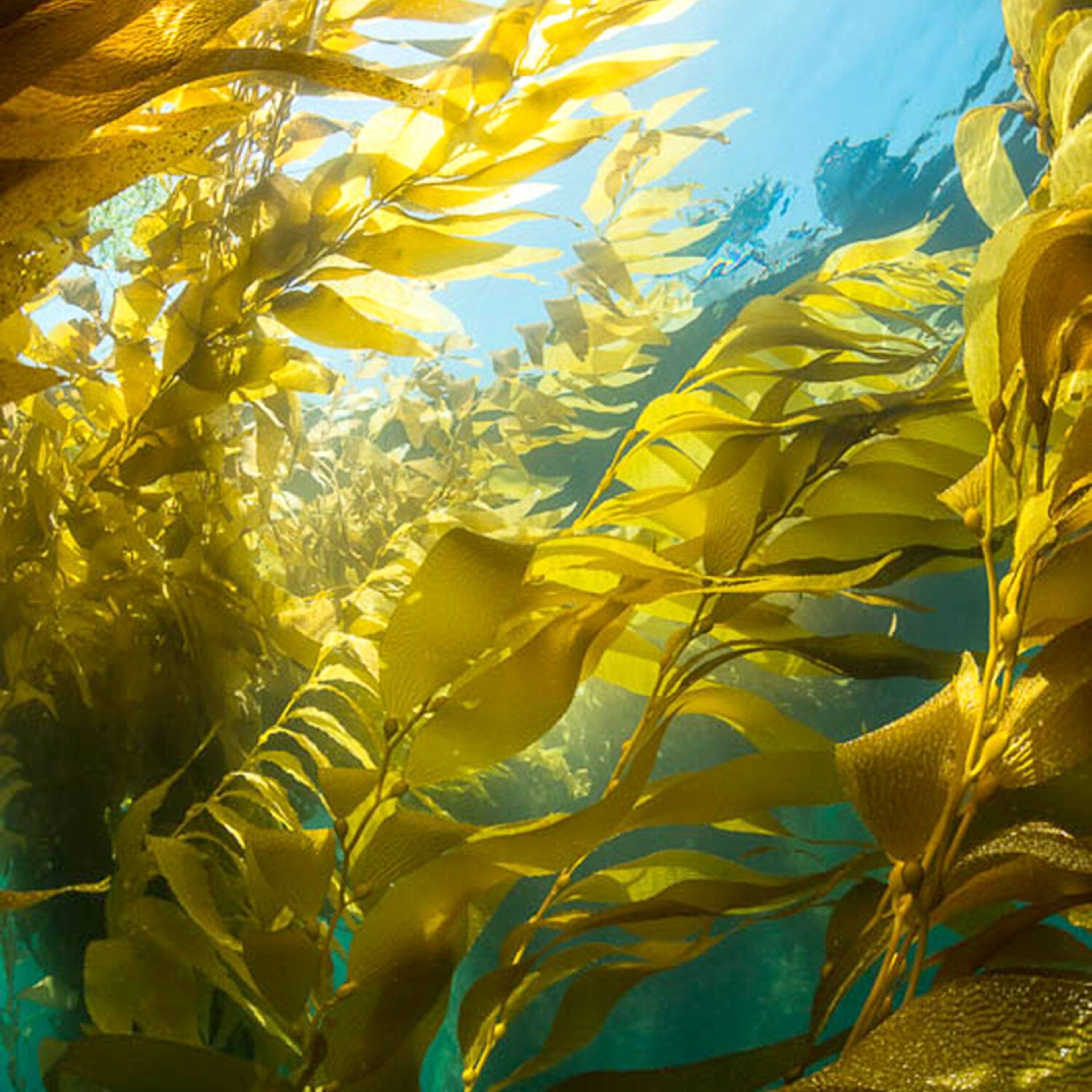 Sea Kelp Transition Earrings
