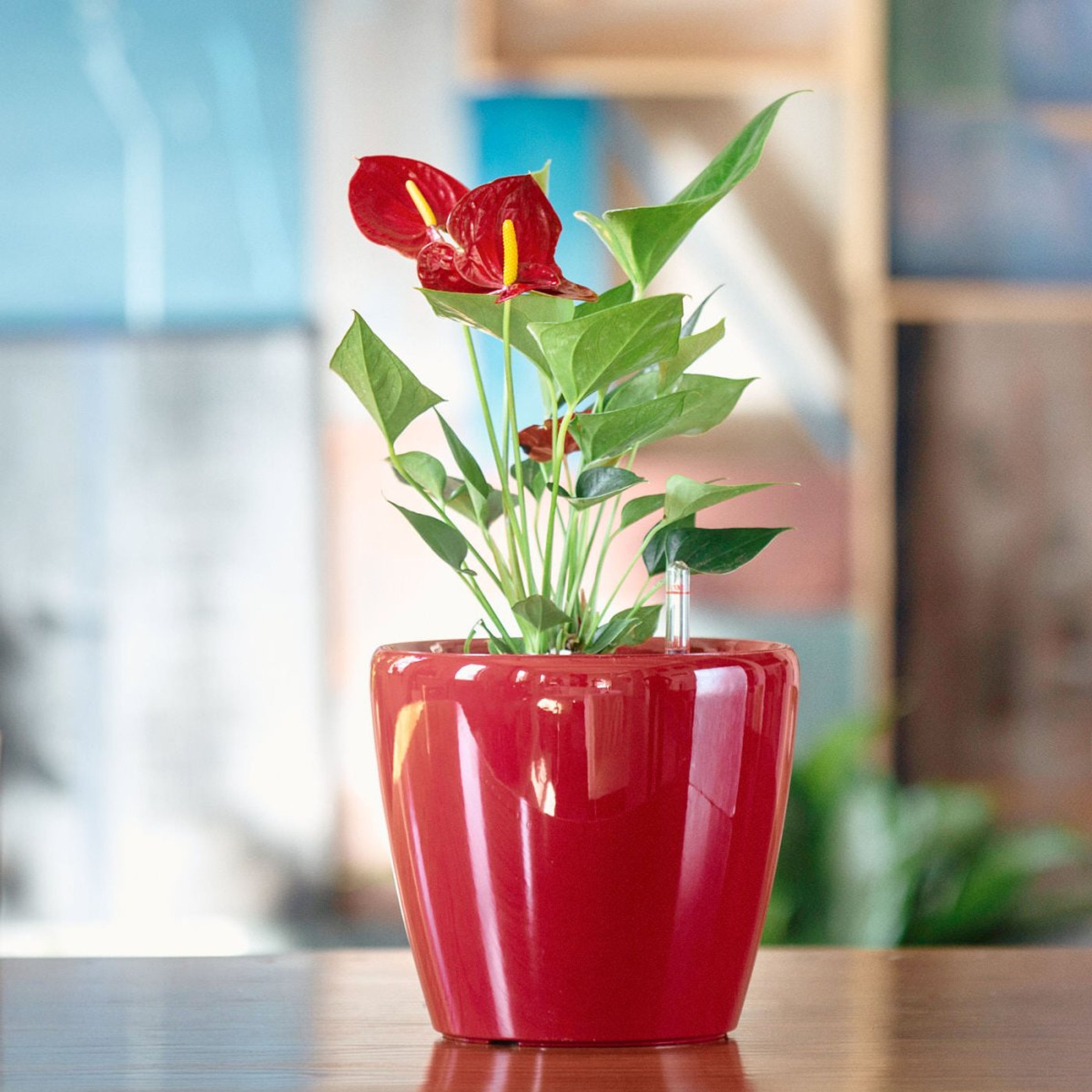 Anthurium Potted In Lechuza Classico Mini Planter - Red