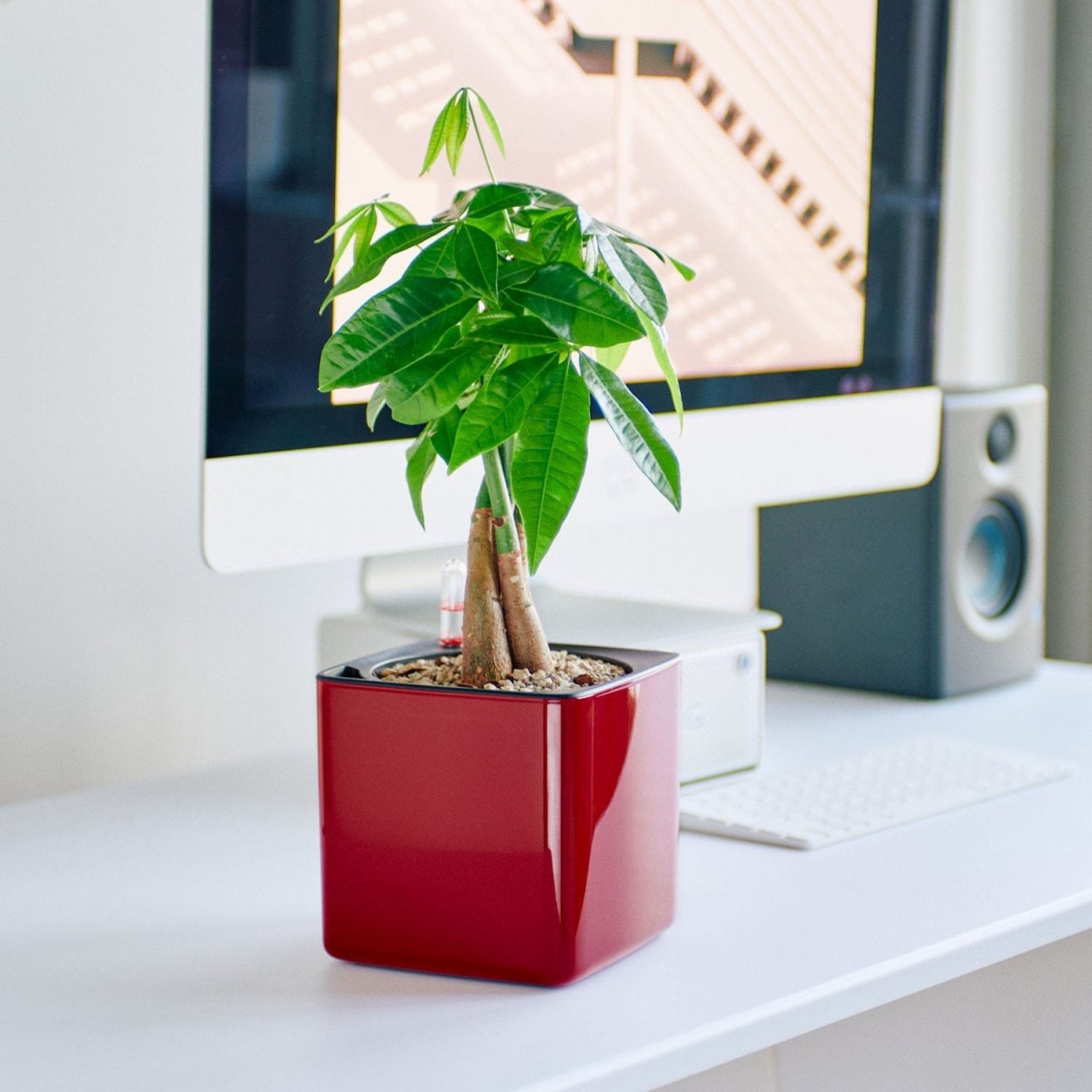 Money Tree Placed In Lechuza Cube Glossy 14 Planter- Red
