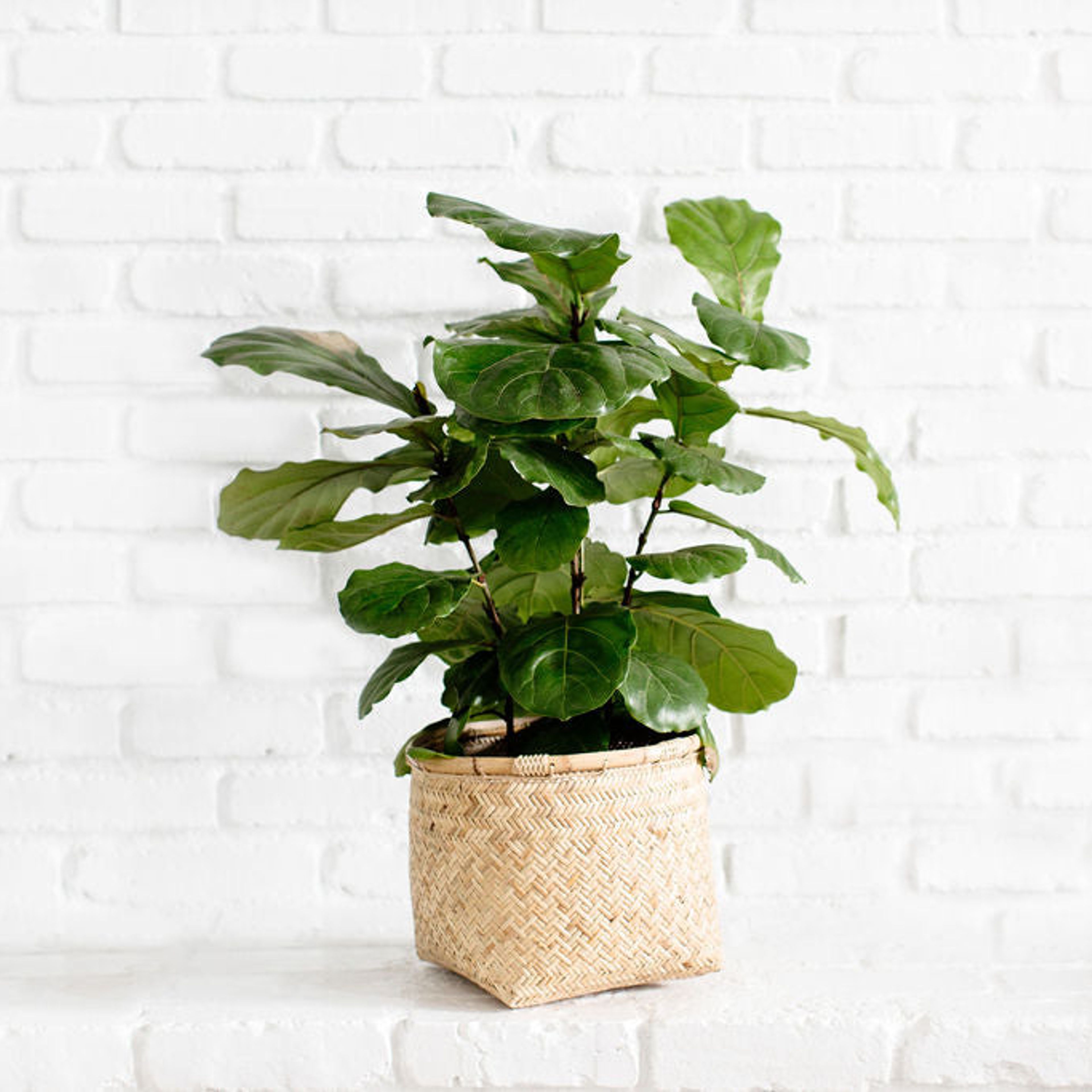 8" Fiddle Leaf Fig Tree + Pot Planter Basket