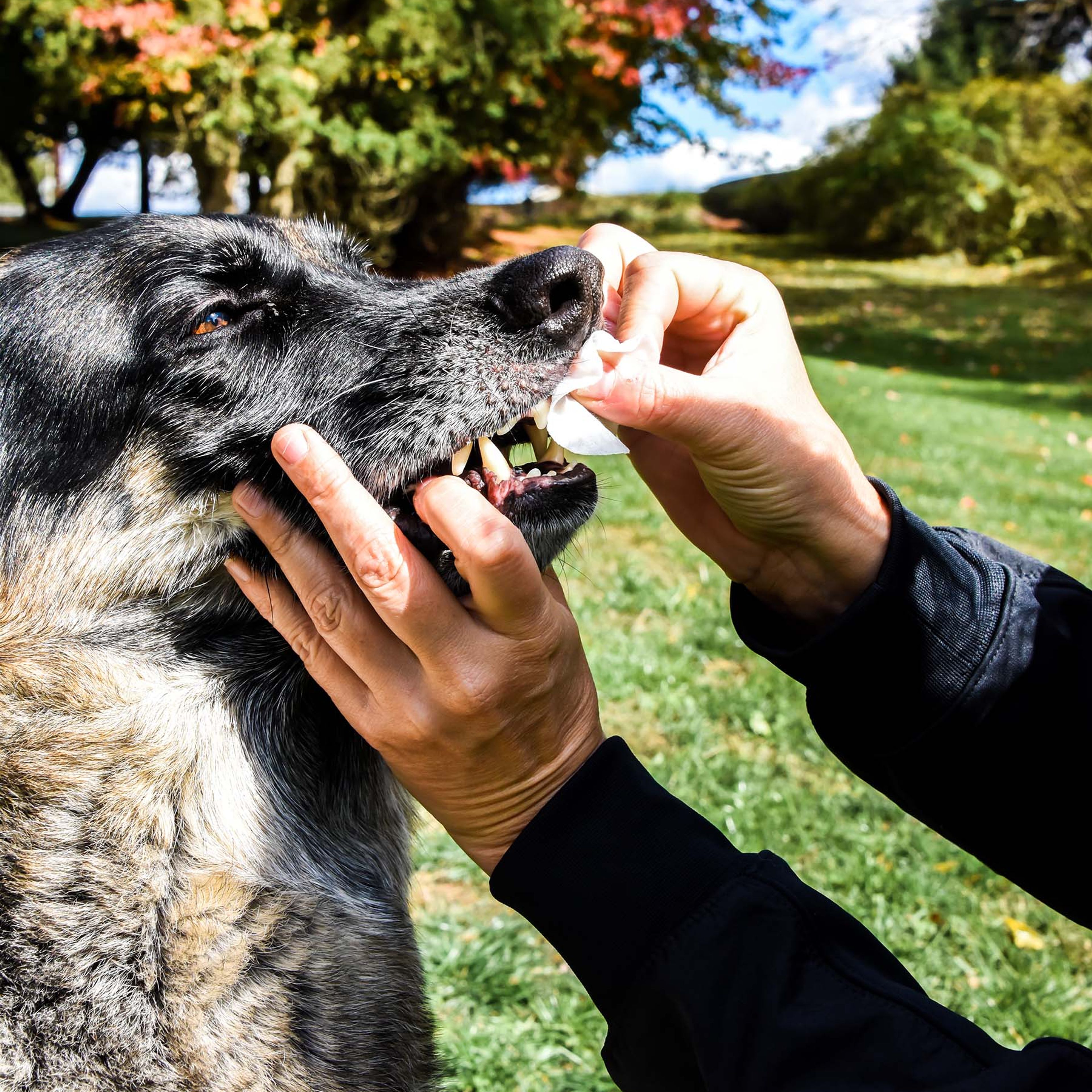 Dental Wipes for Dogs - Clean DogTeeth- Dog breathe freshener - white dog teeth- Dog Cavities