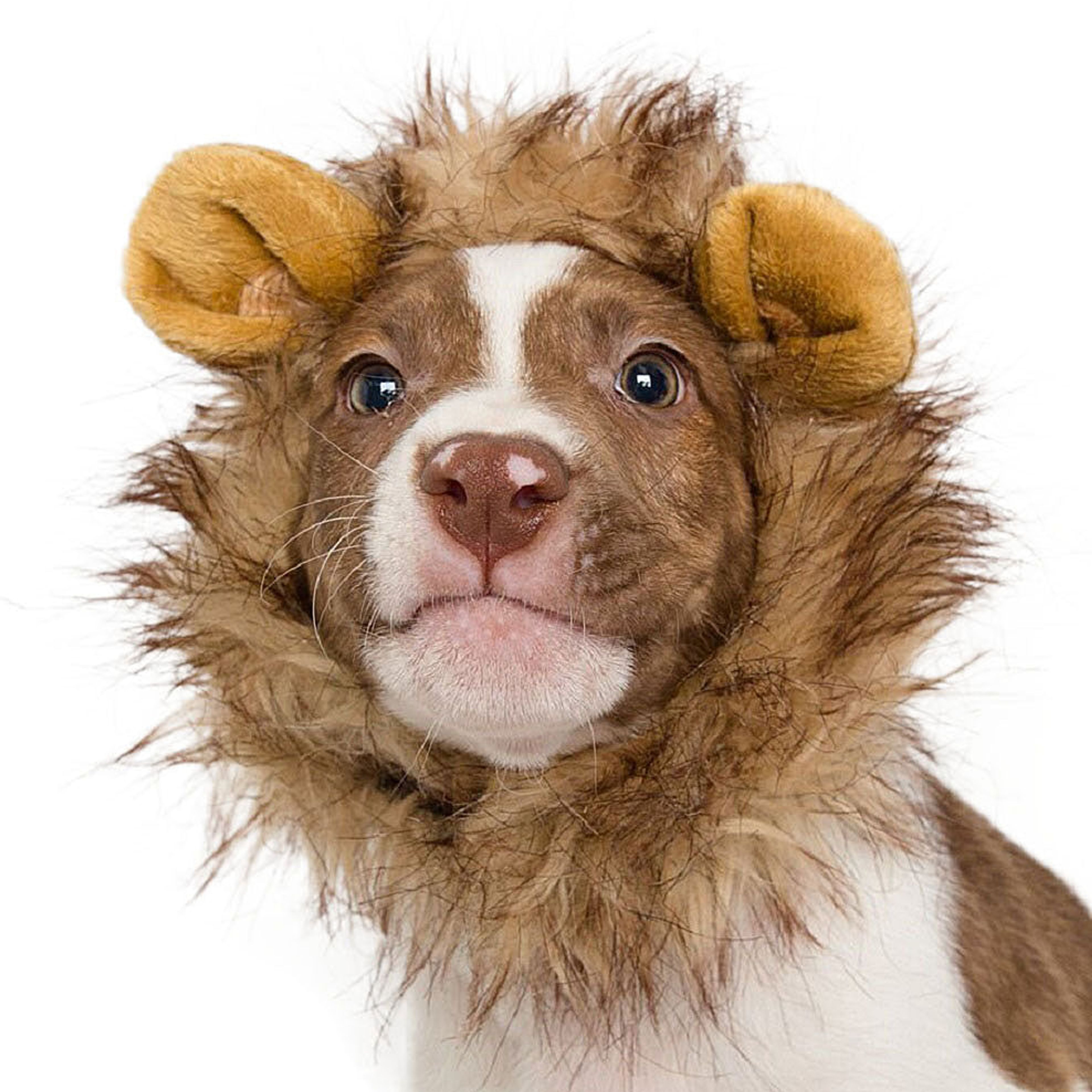 Lion Mane Small Dog Costume