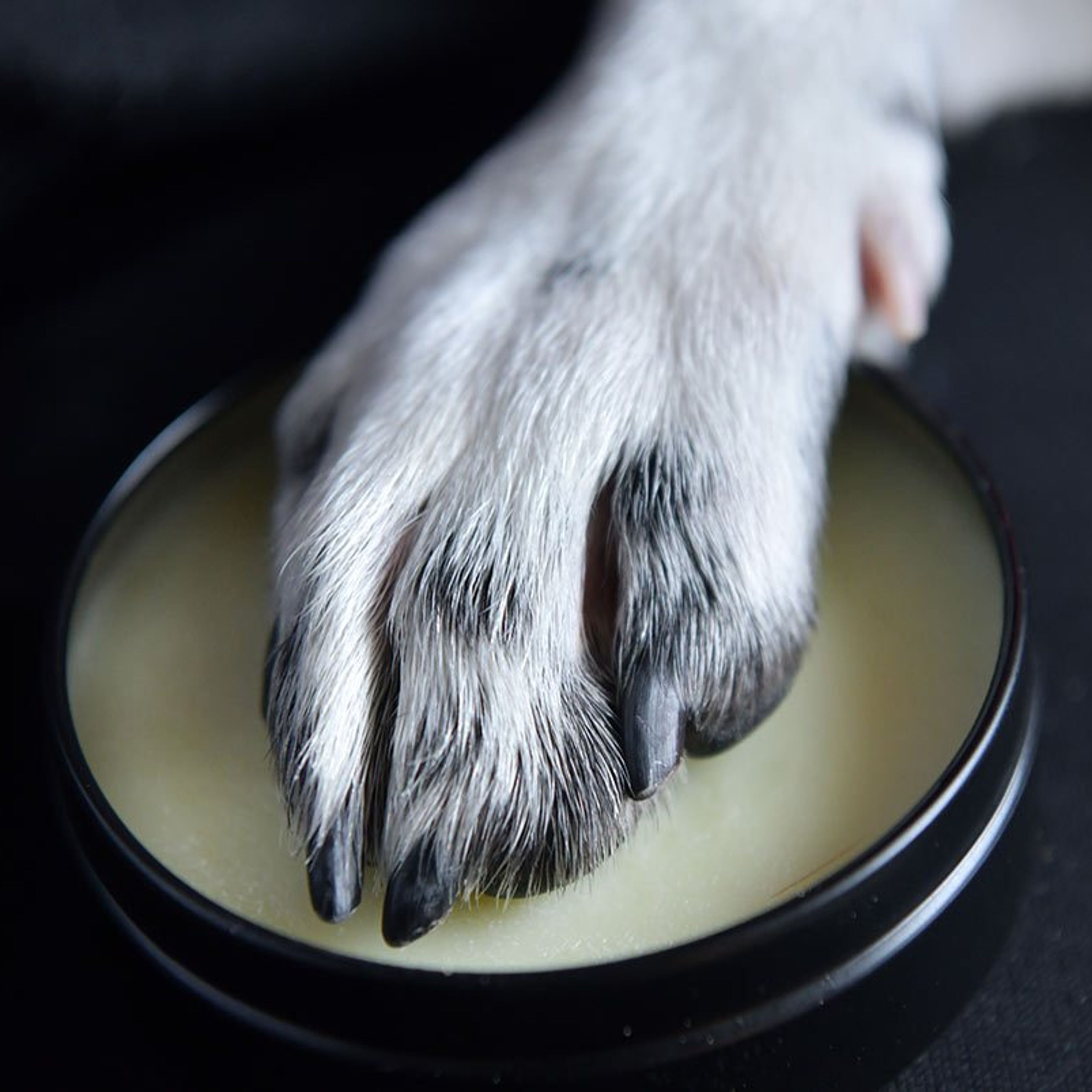 Pup Wax Vegan Dog Nose and Paw Balm