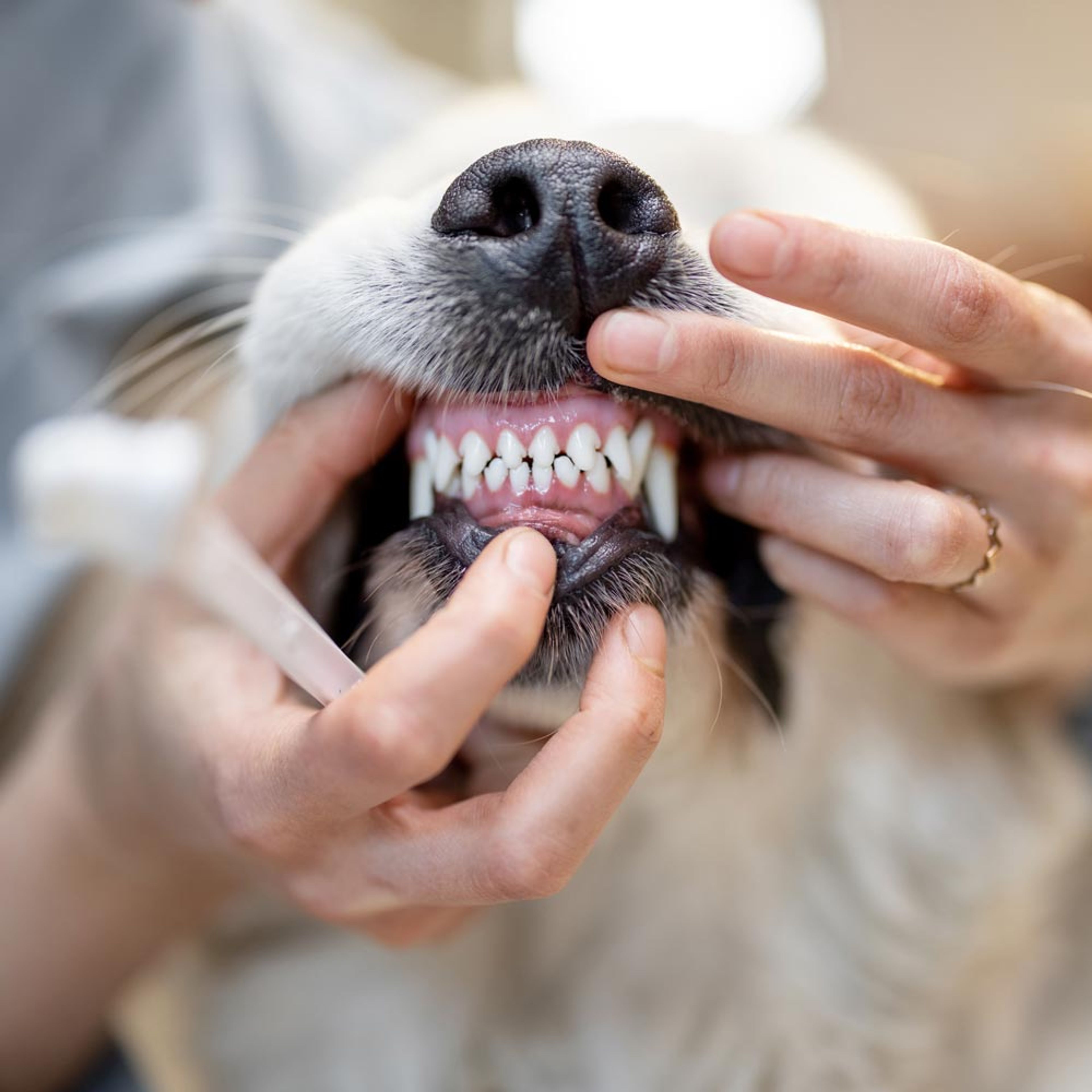 Oddly Sweet Dental Care Oral Gel for Dogs