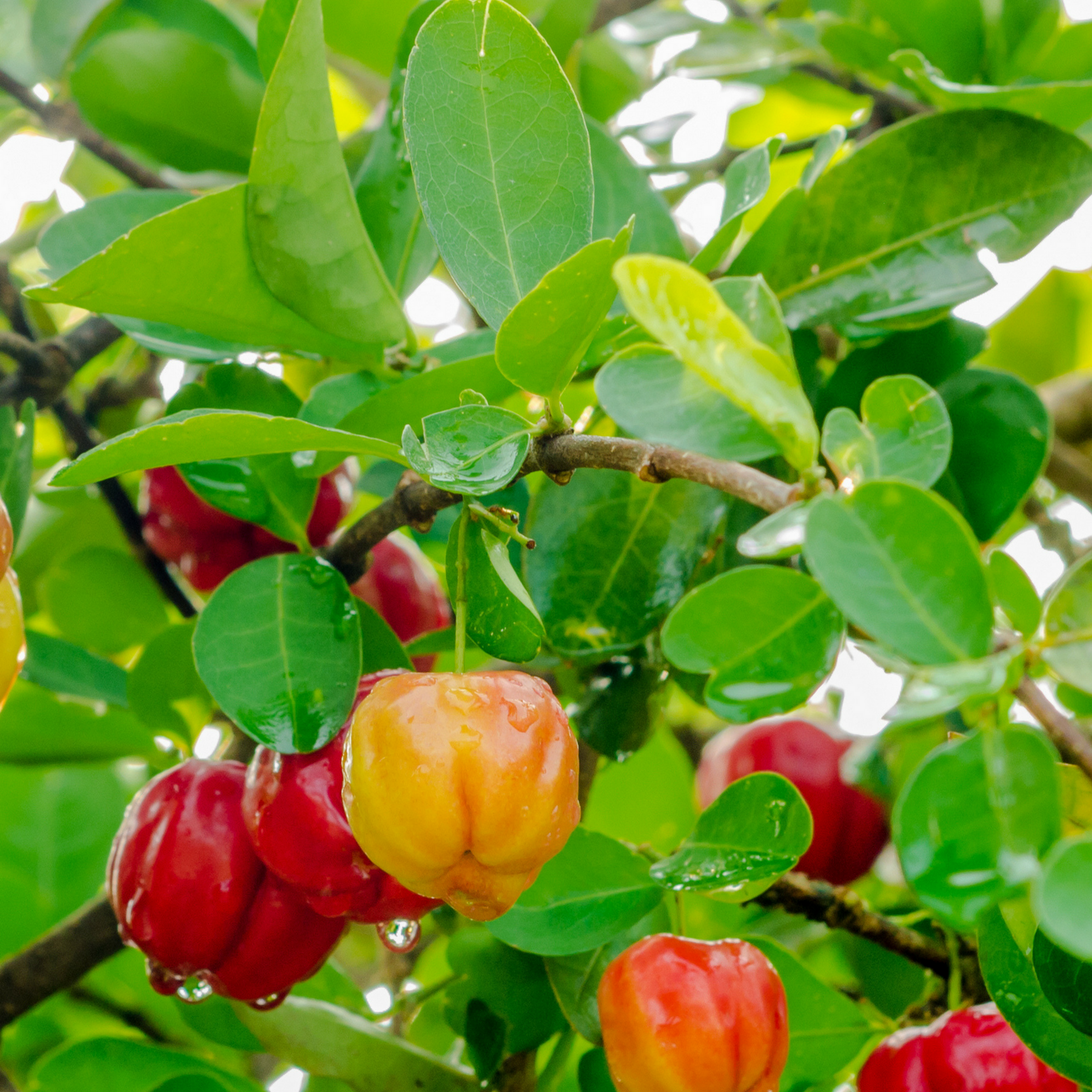 Barbados Cherry (Malpighia emarginata)