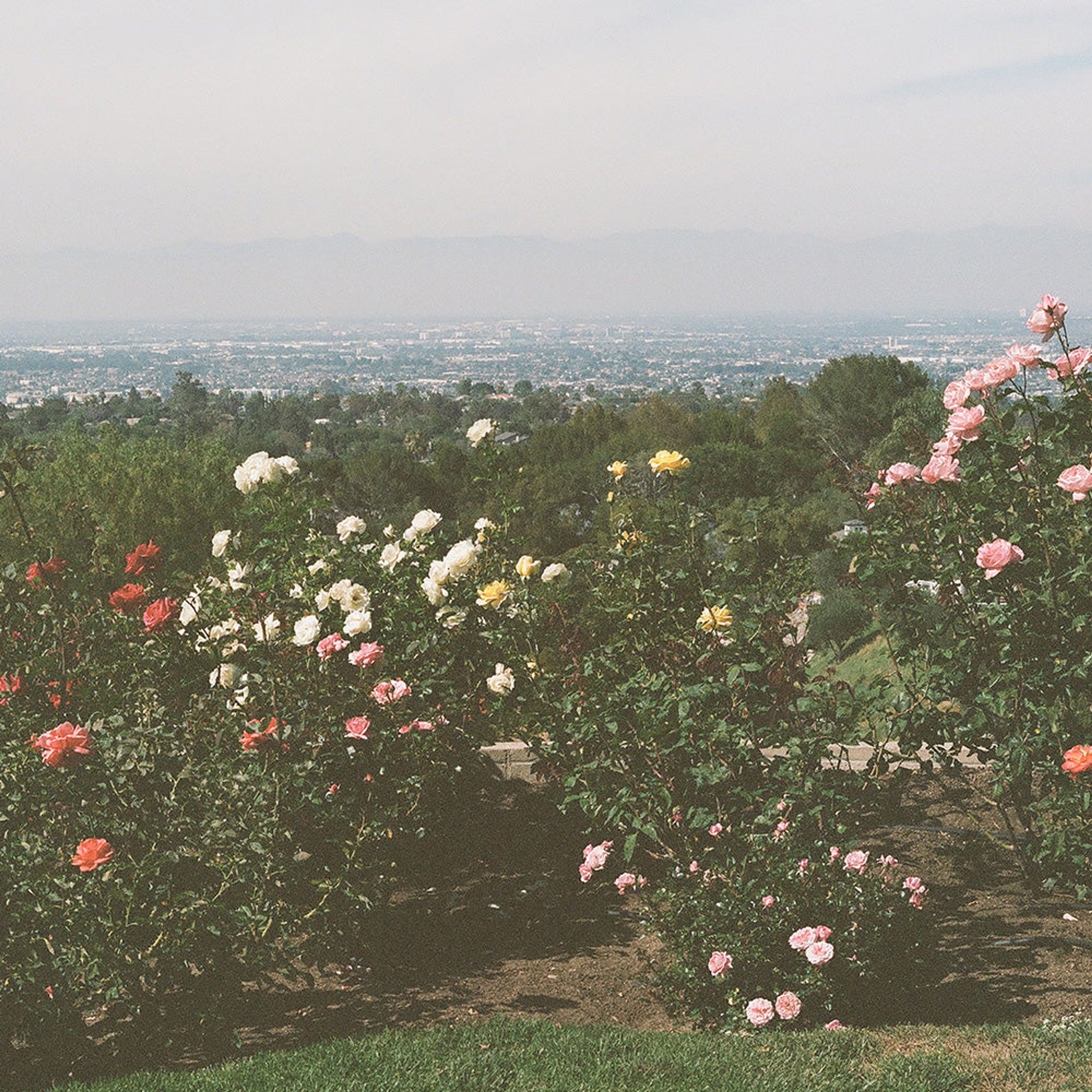Rolling Hills Roses