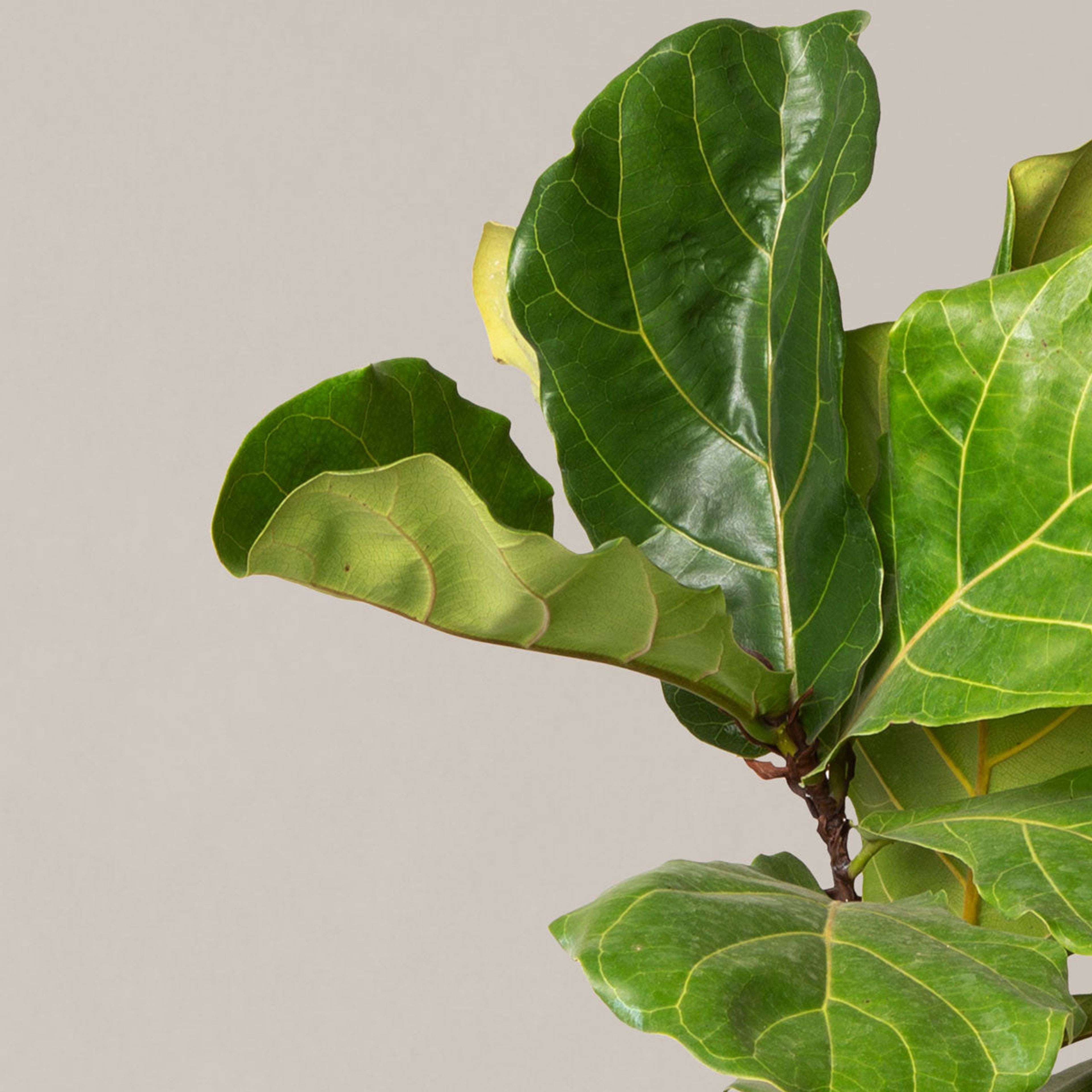 Large Fiddle Leaf Fig Bush