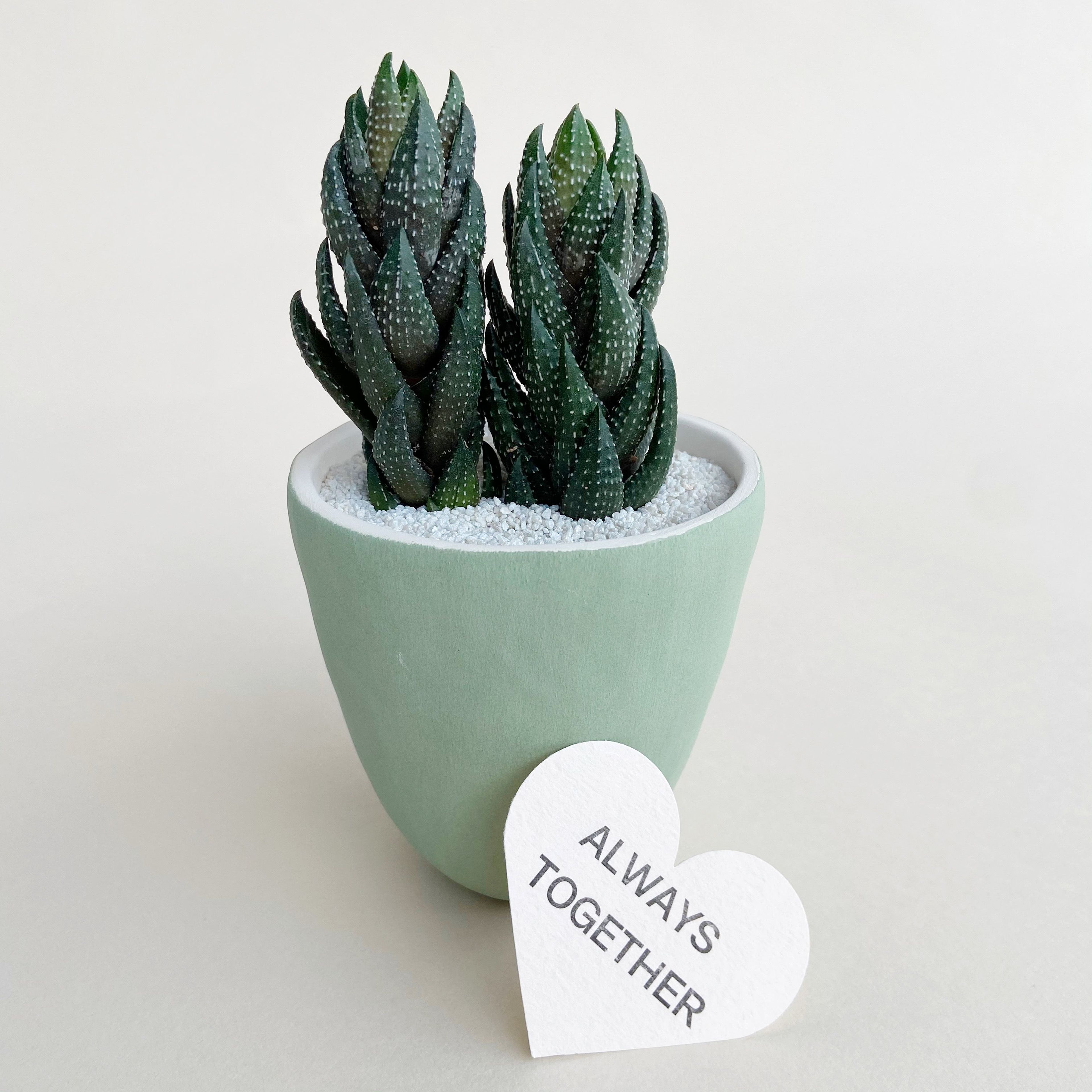 Always Together Succulent + Handmade Ceramic Planter