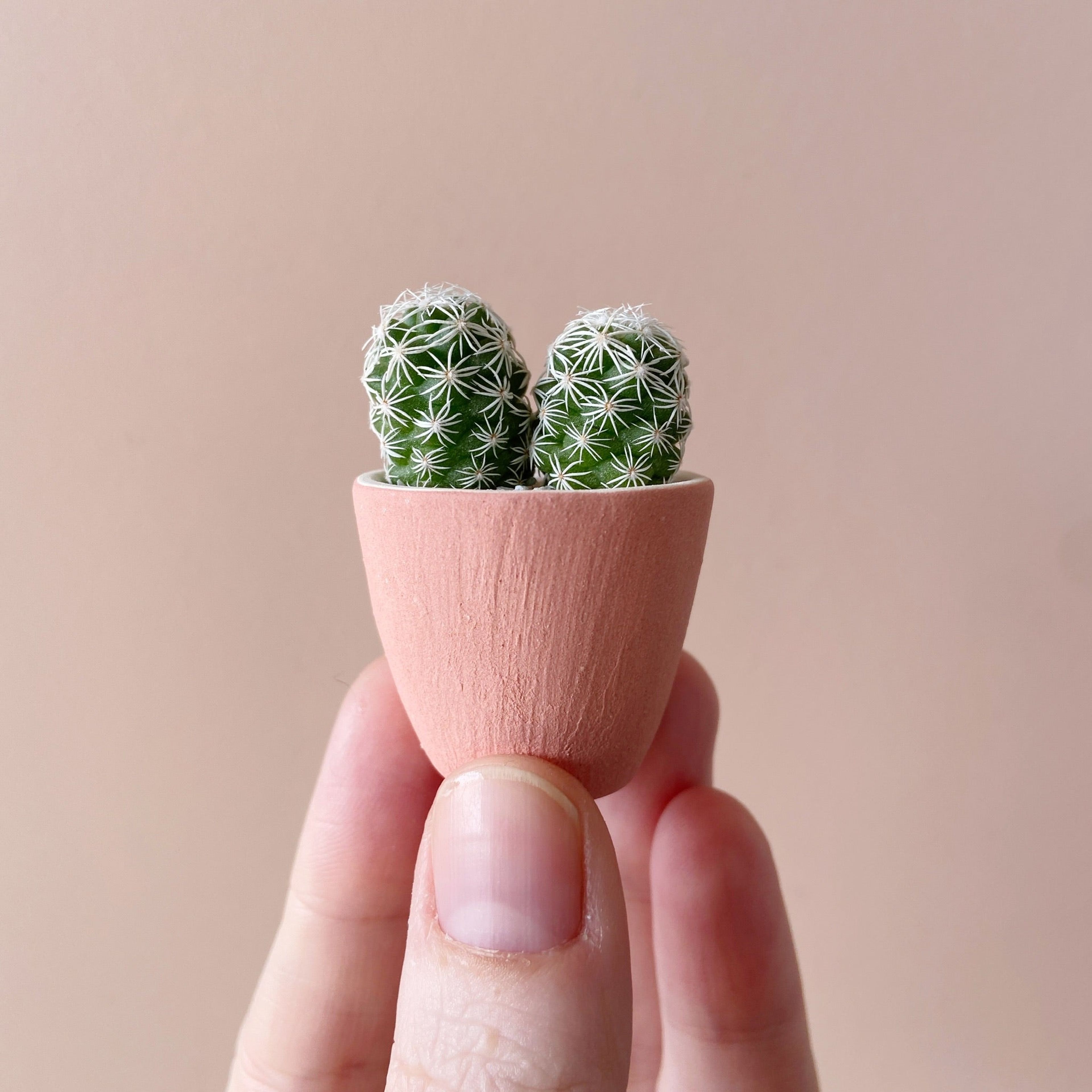 Better Together Mini Cactus and Mini Heart Planter