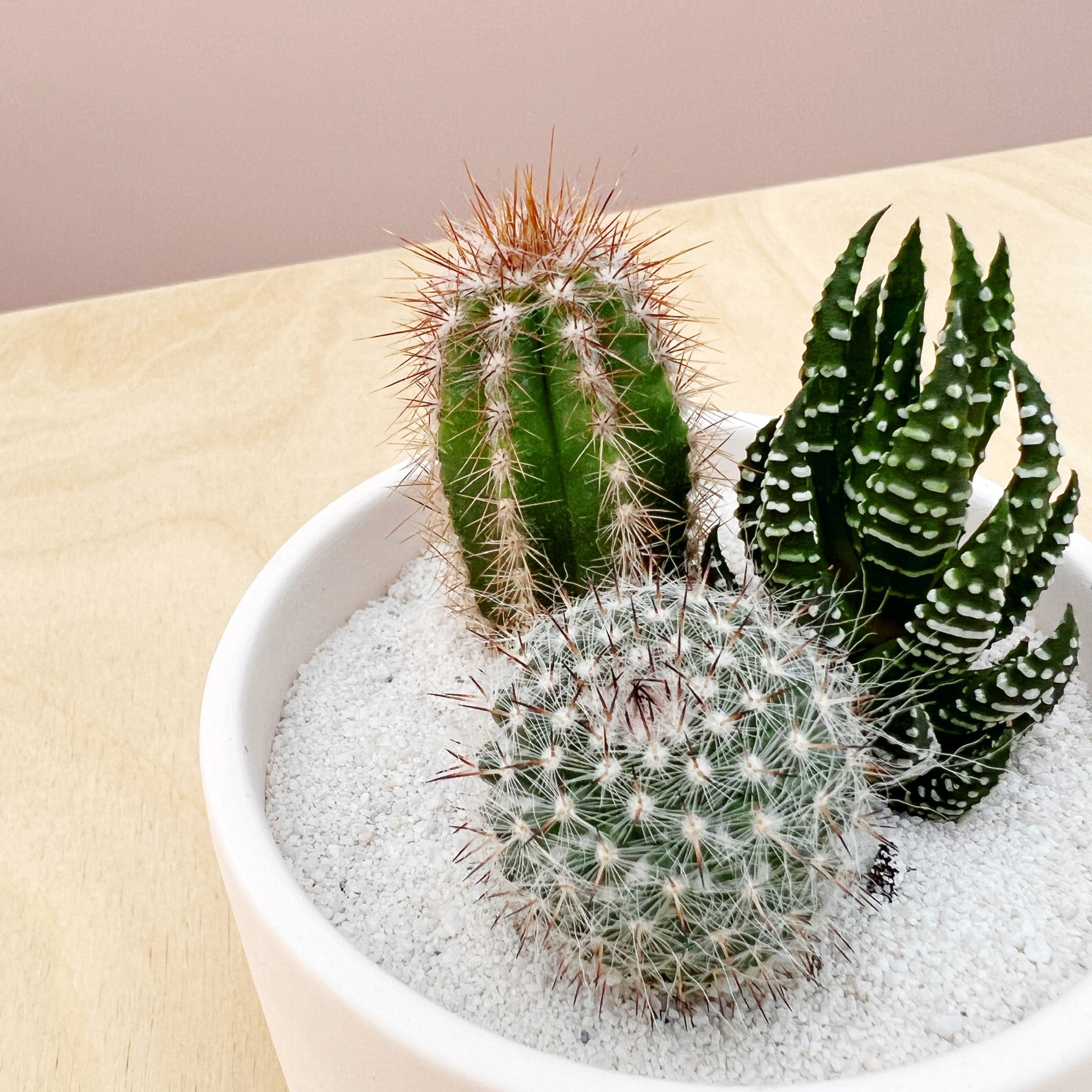 Friends Forever Cactus Trio + Handmade Ceramic Planter