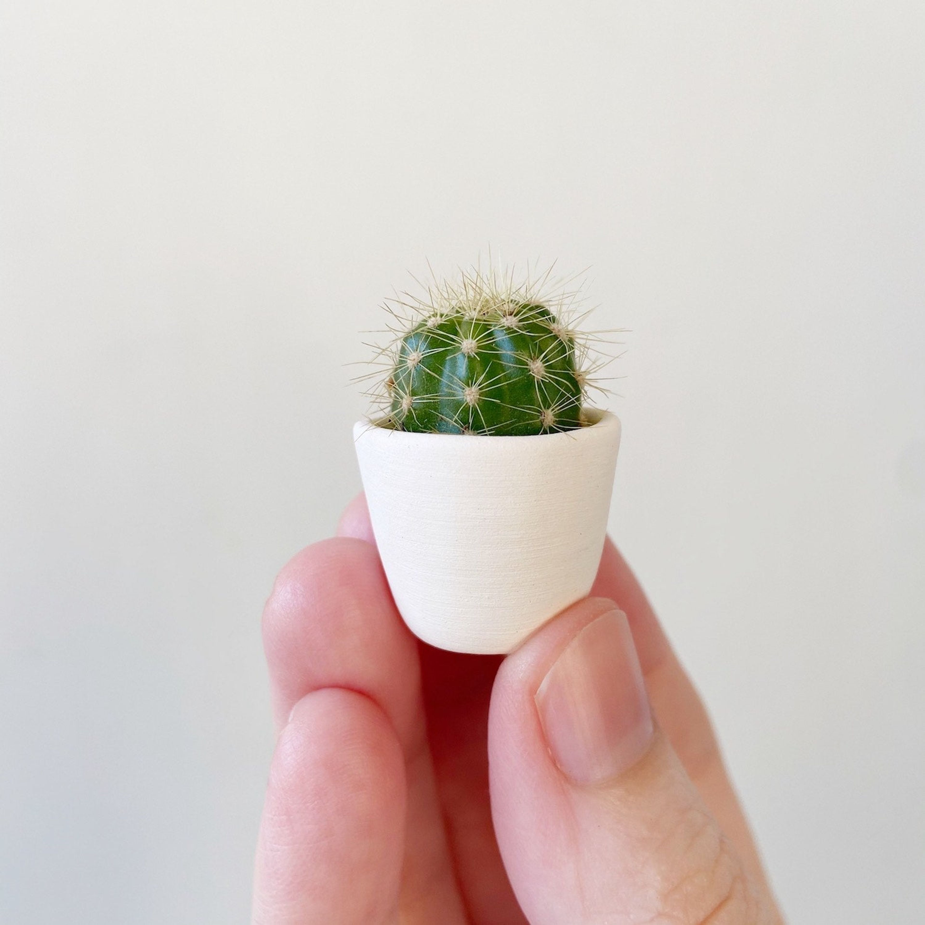 Frank Mini Cactus + Handmade Mini Ceramic Planter
