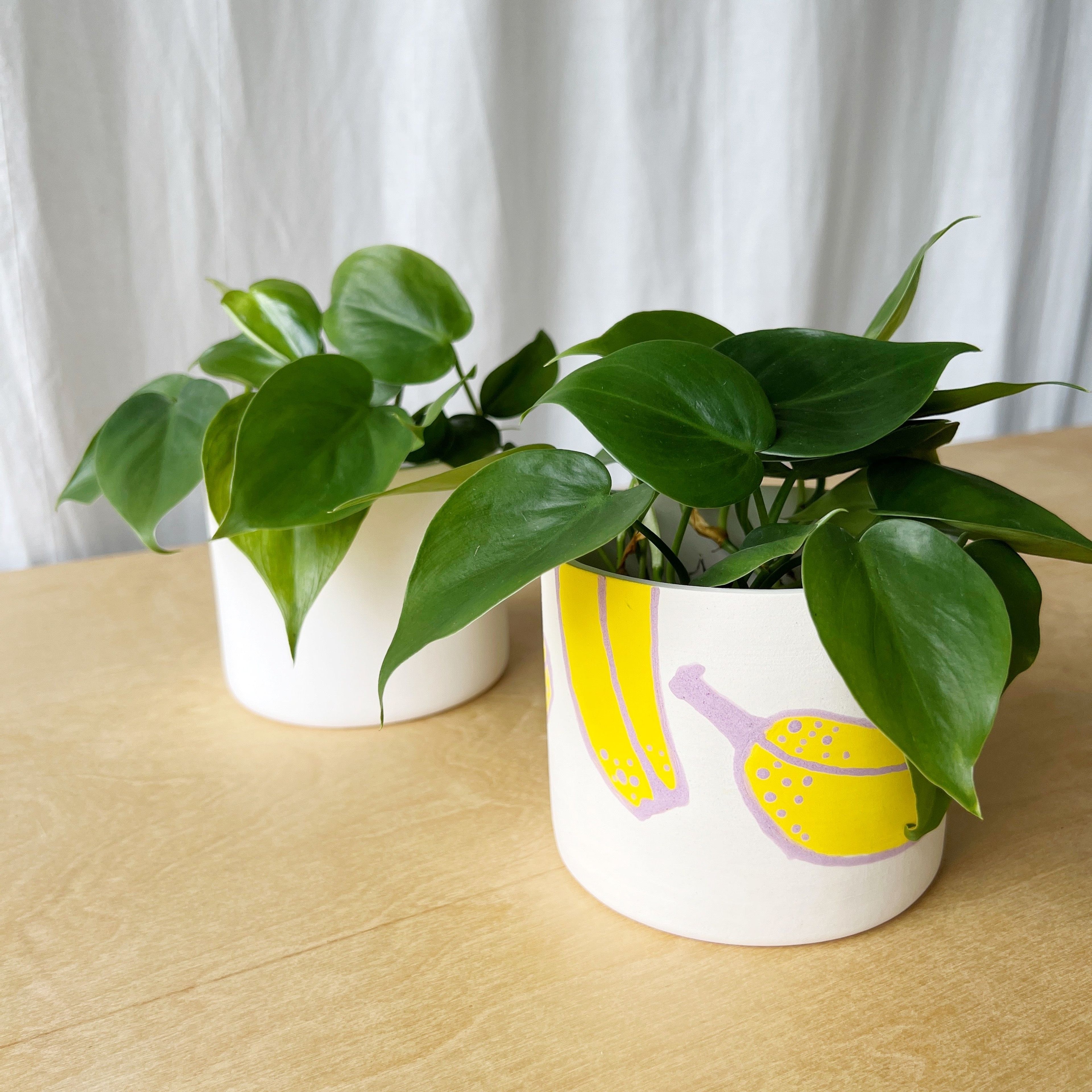 Heartleaf Philodendron + Handmade Ceramic Planter