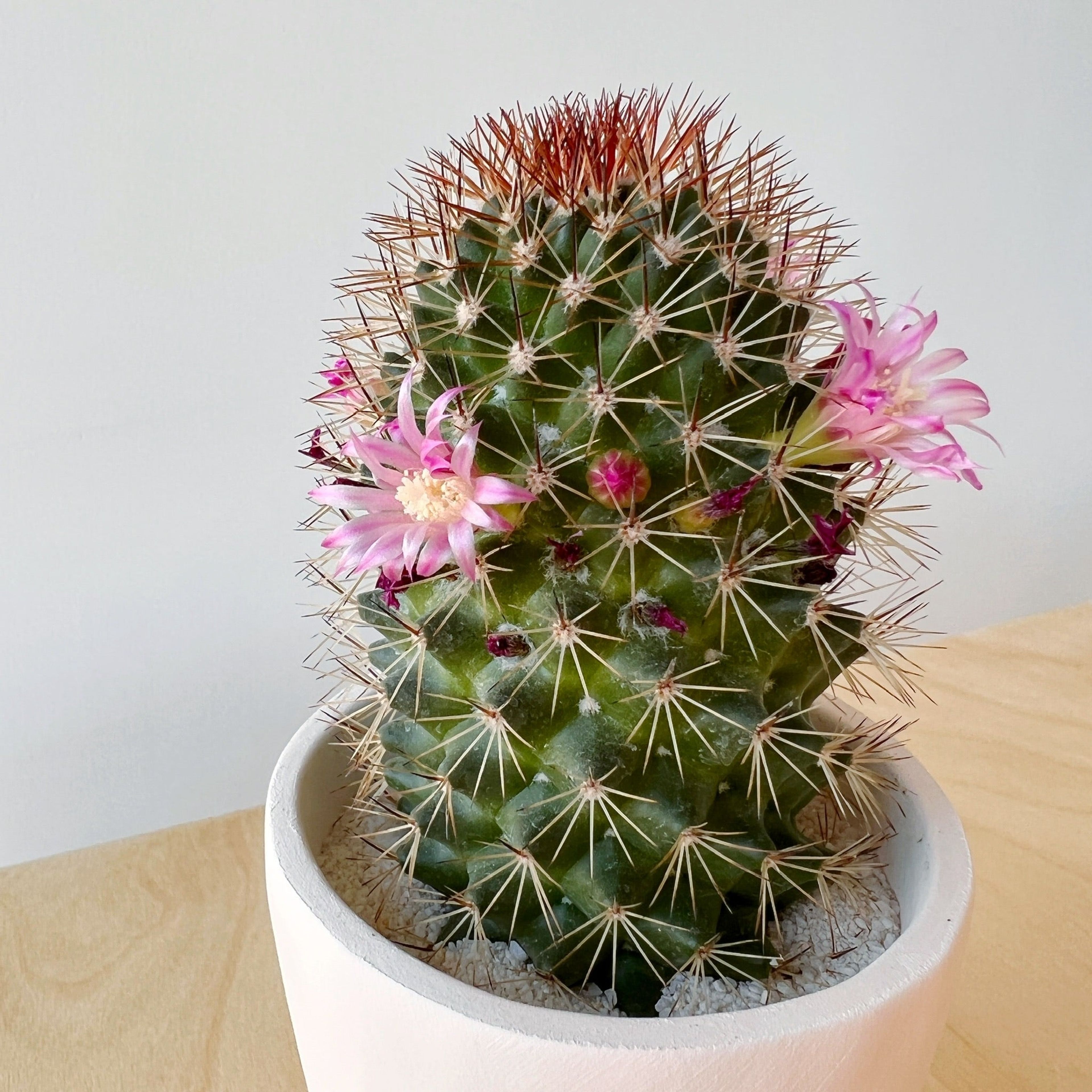 Phillip Cactus + Handmade Ceramic Planter