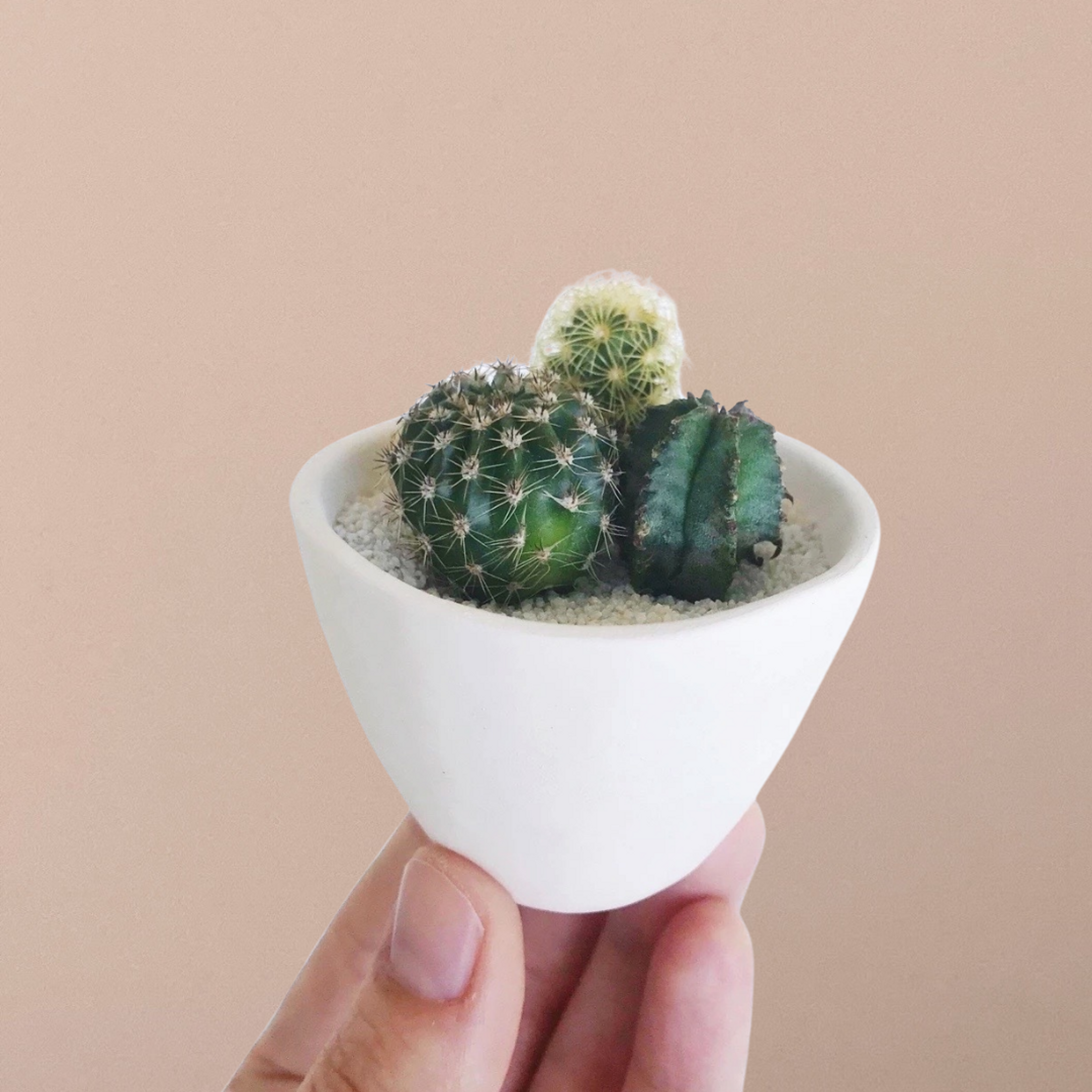 SURPRISE! Mini Cactus Garden Kit + Handmade Ceramic Planter