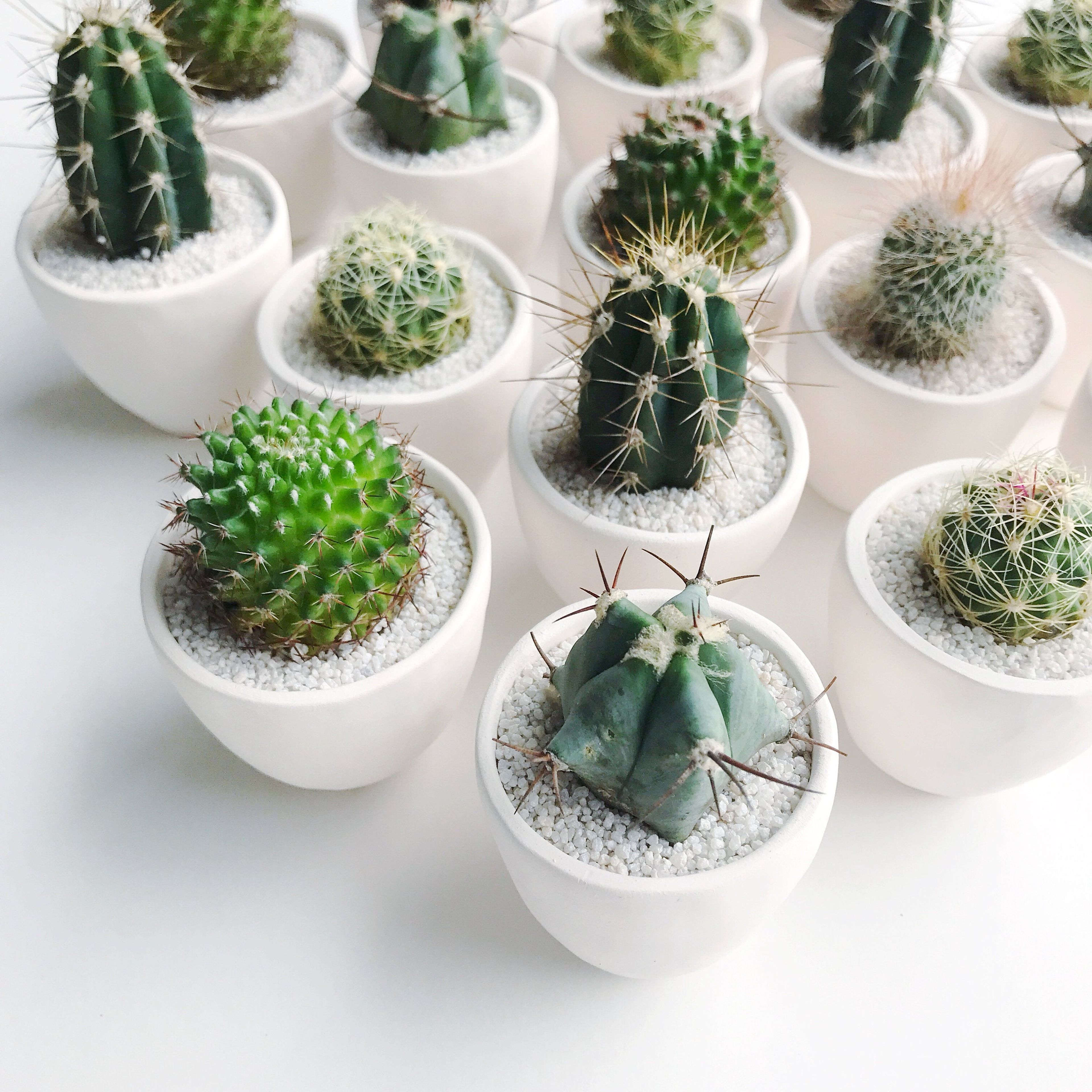SURPRISE! Small Cactus Plant Kit