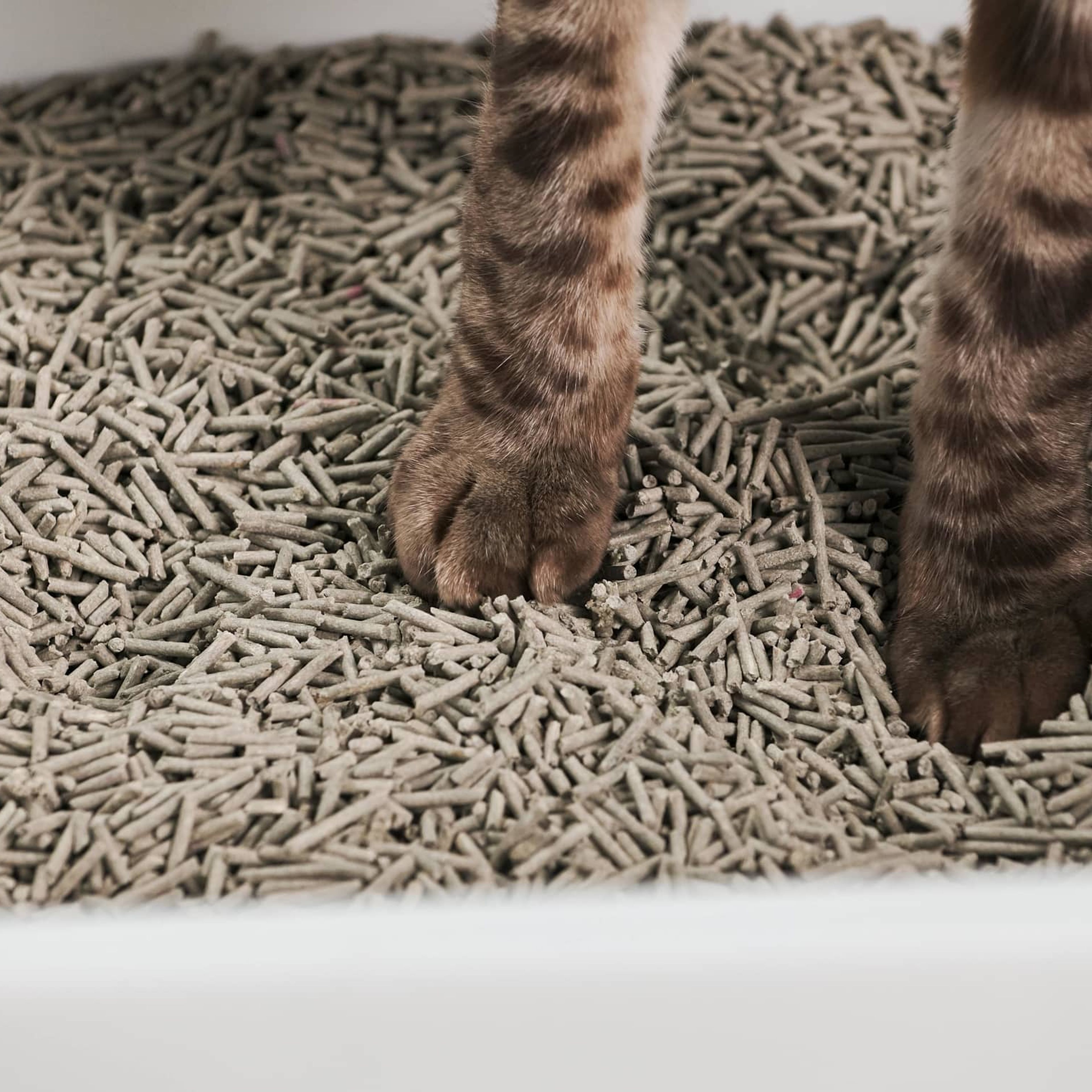 Really Great Cat Litter