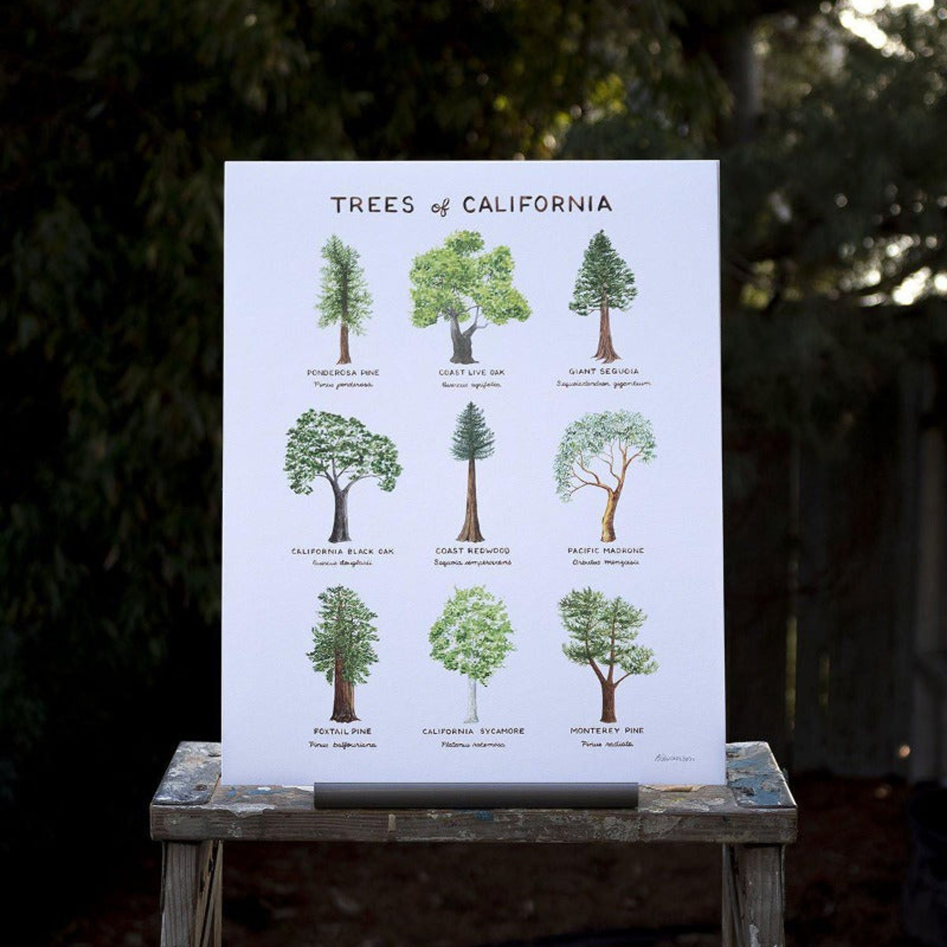 California Trees Art Print