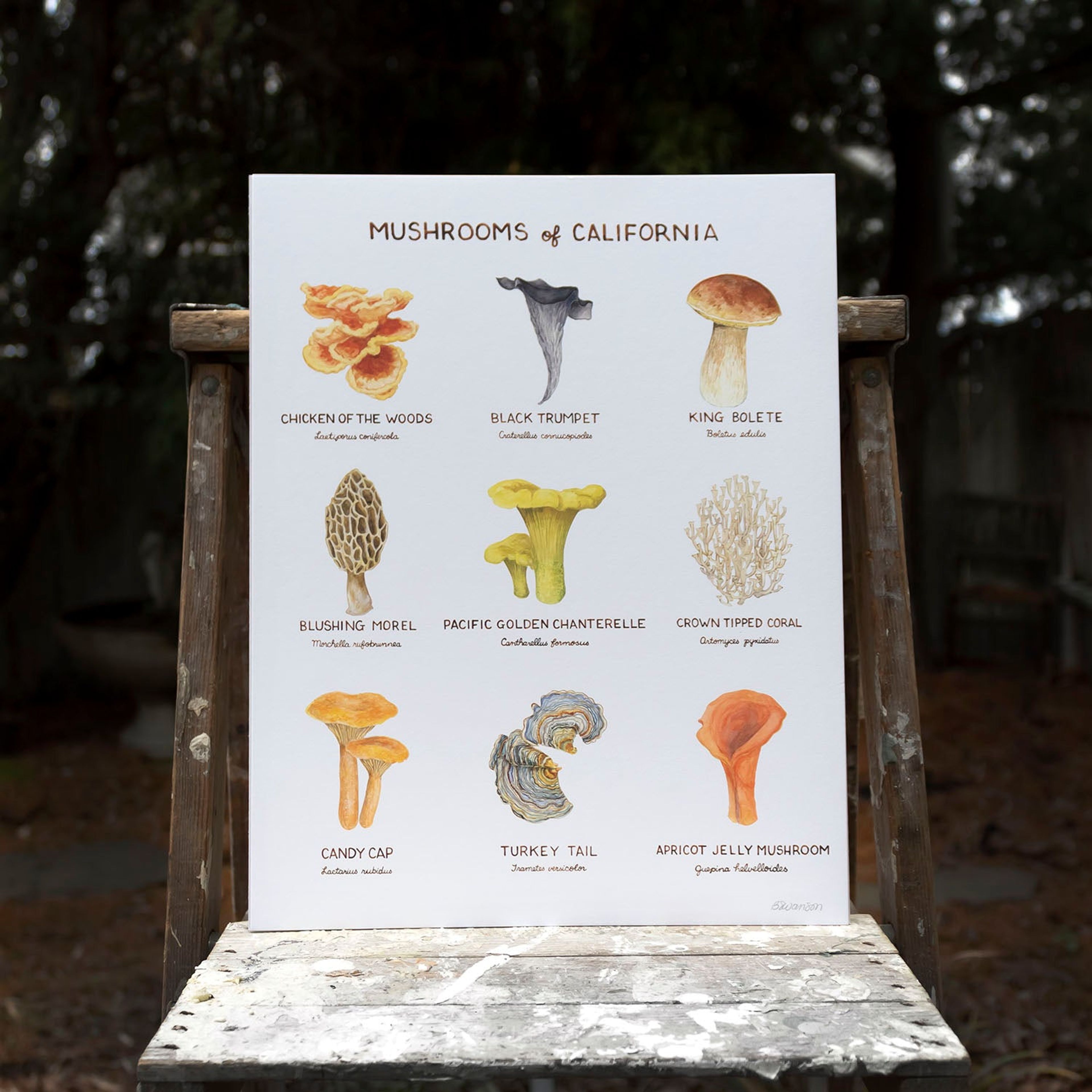 Mushrooms of California Art Print