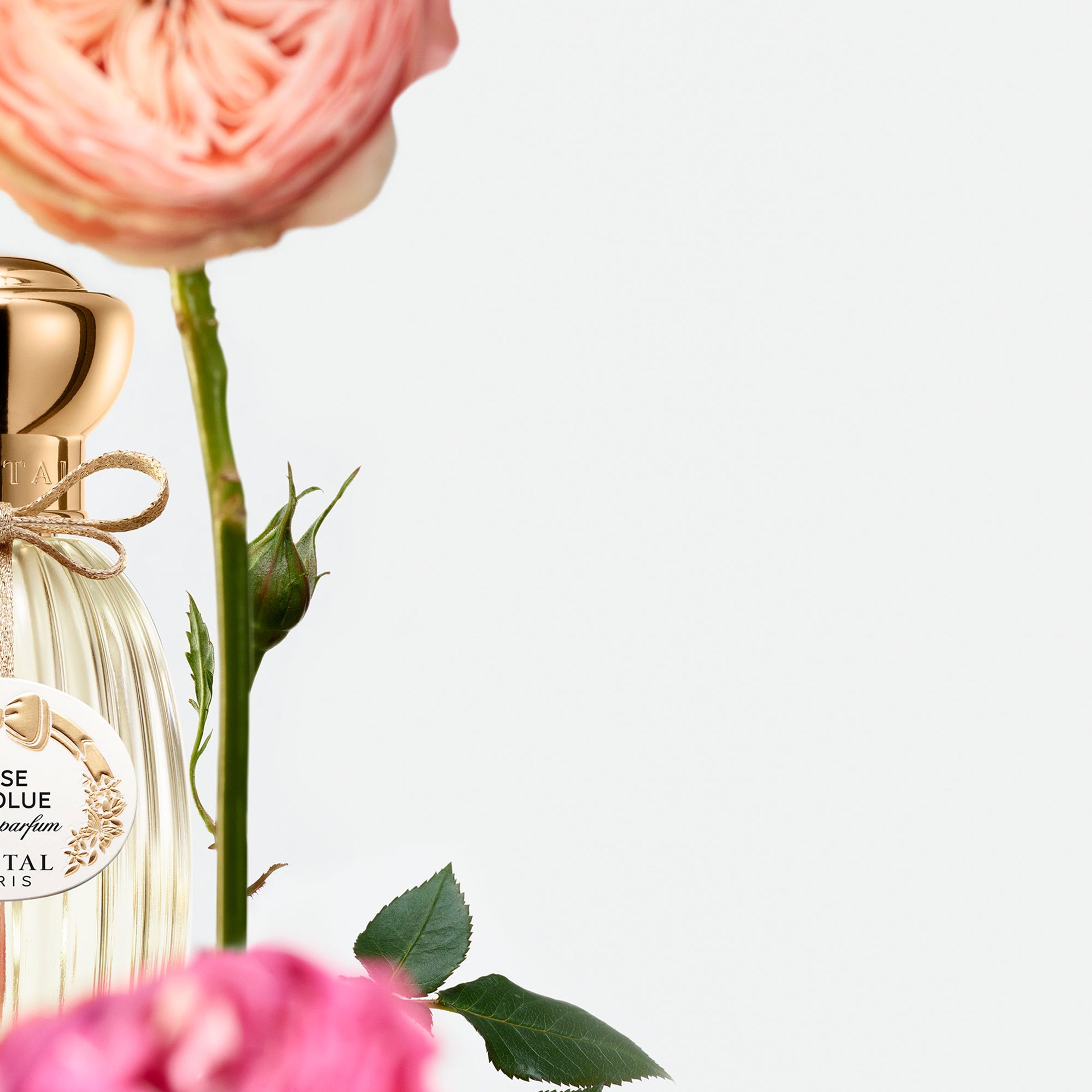 Rose Absolue - Eau De Parfum
