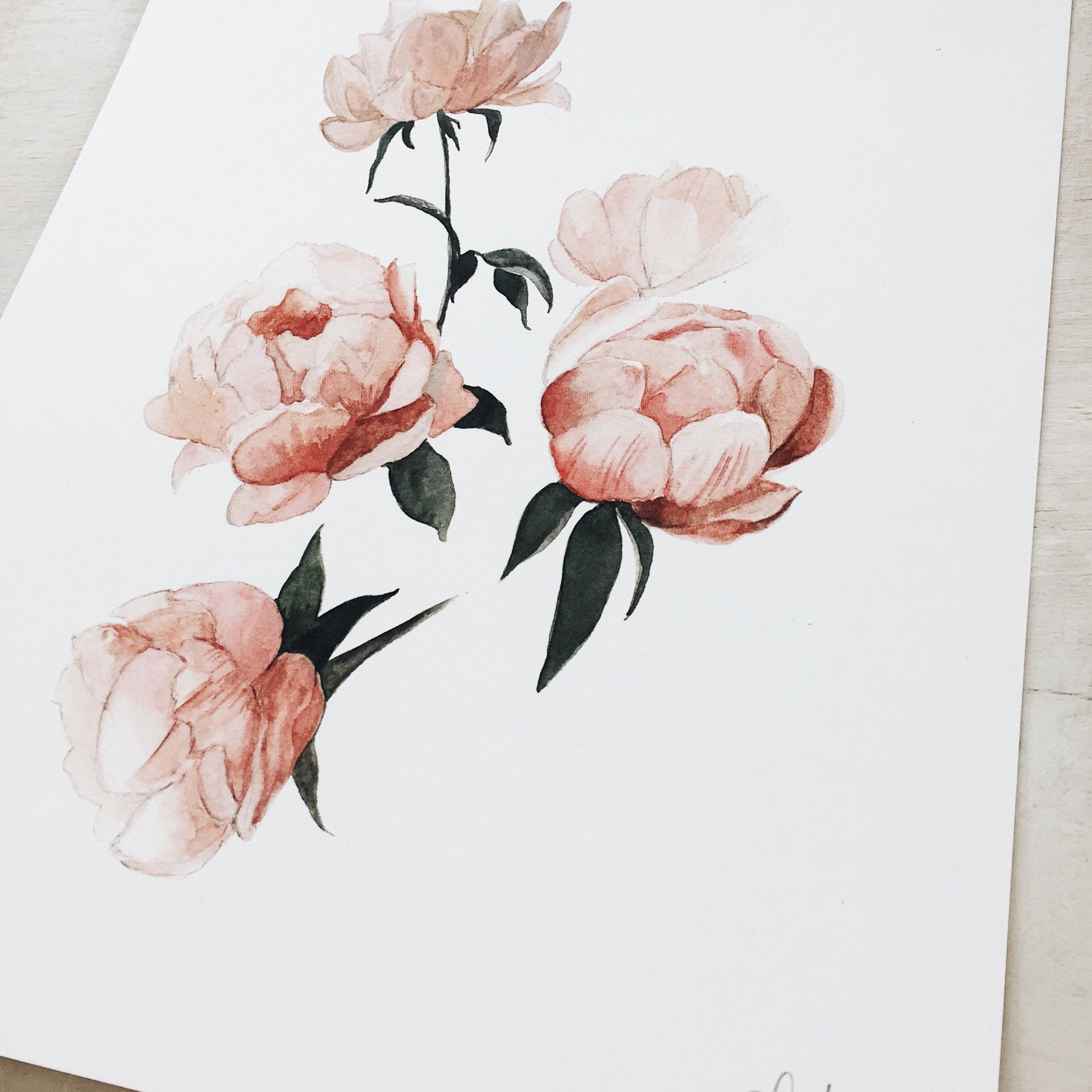 Peonies Watercolor Study | Art Print