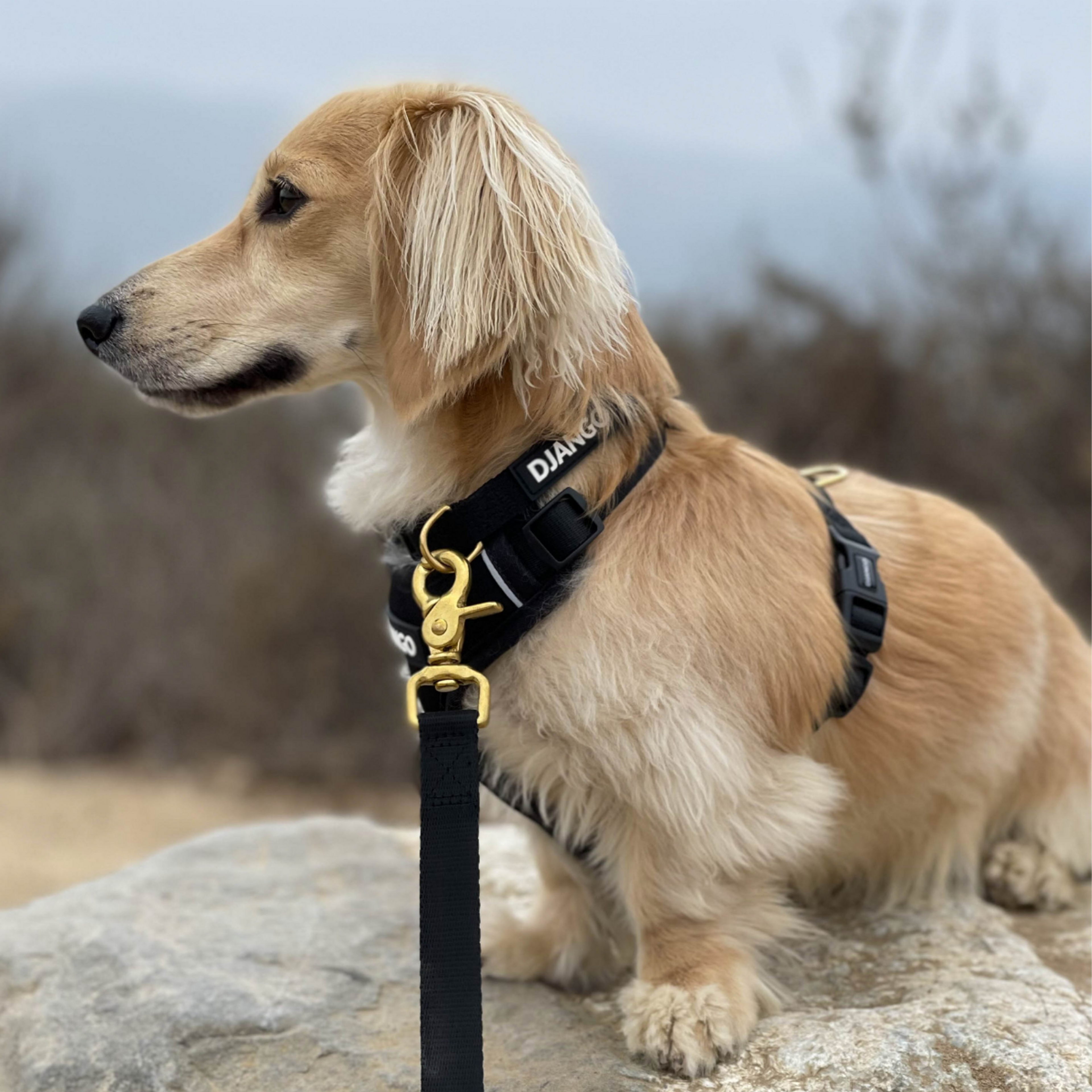 Adventure Dog Collar - Black