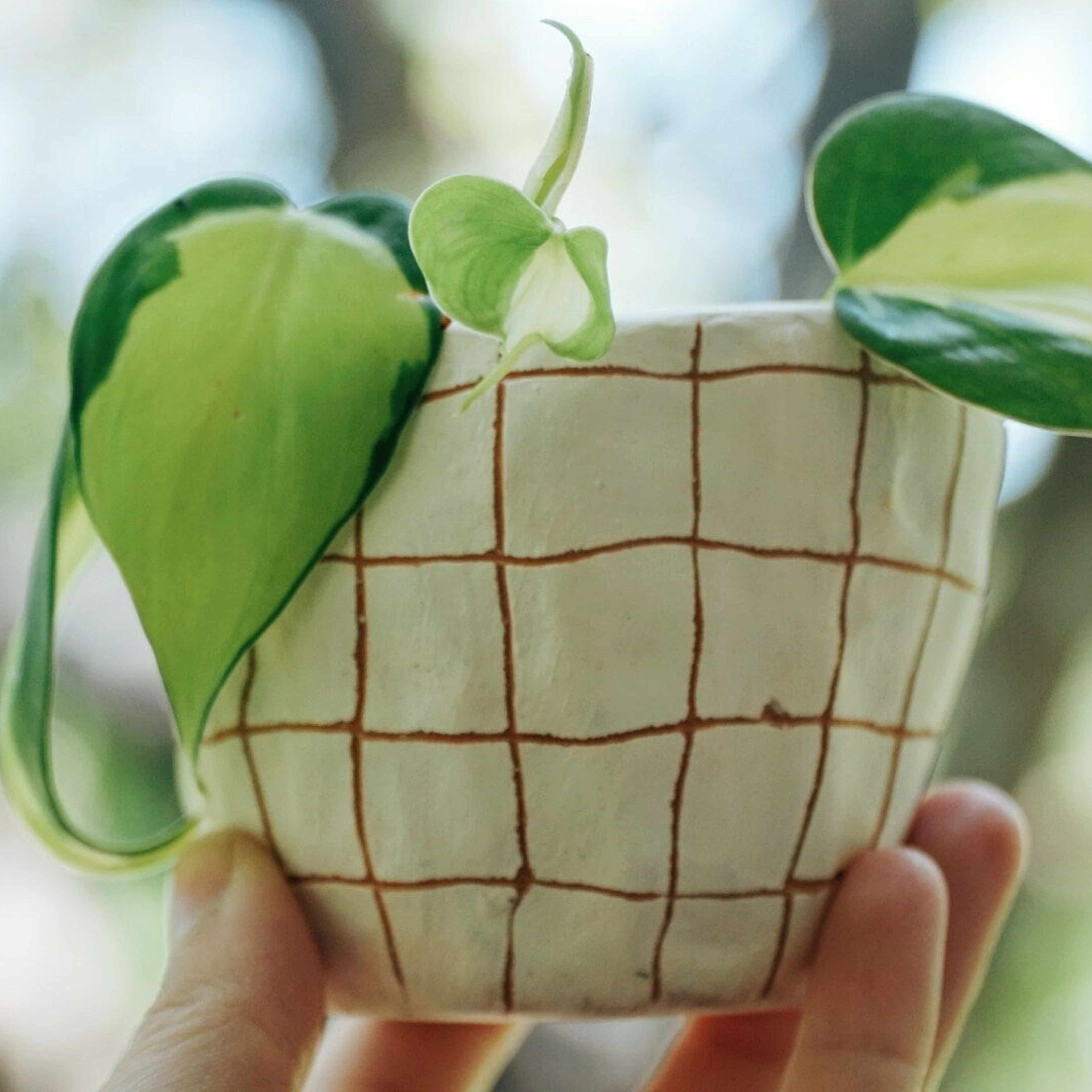 White & Terracotta Mini Planter with Hand-carved "Grid" Design - Succulent Planter - Cactus Pot - Housewarming - Dorm