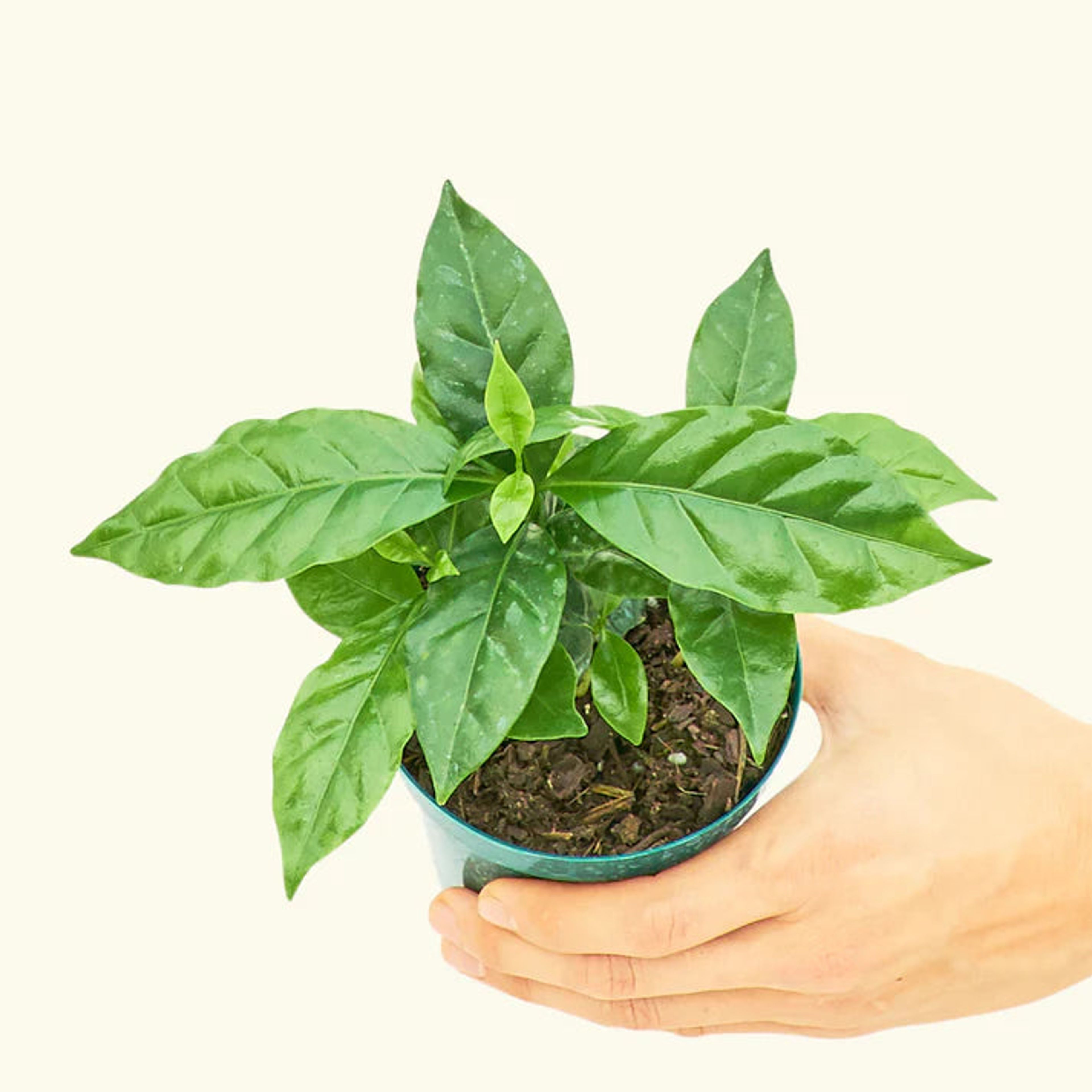 Coffee Plant, Small