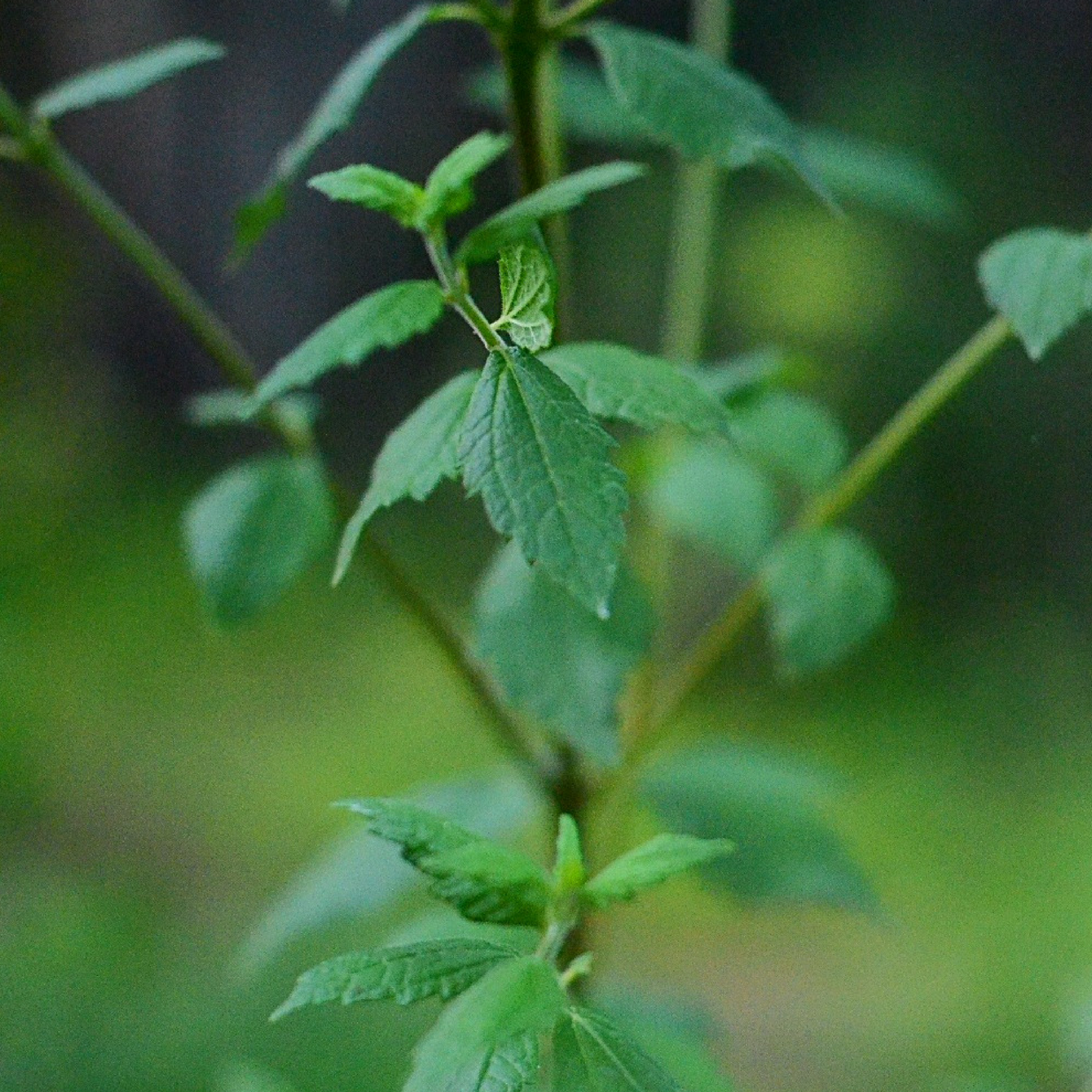 Calea Dream Herb (Calea Zacatechichi)