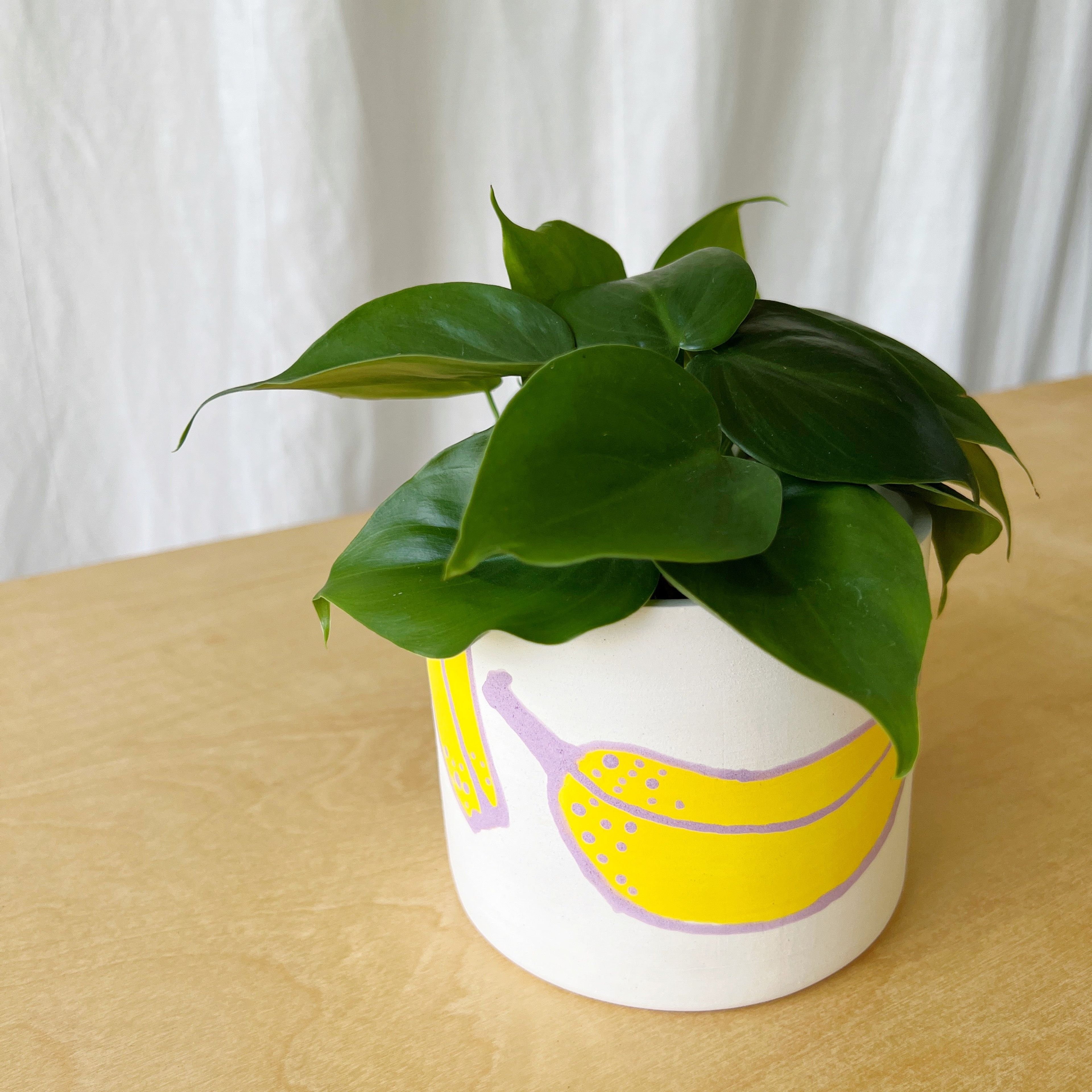 Heartleaf Philodendron + Handmade Ceramic Planter