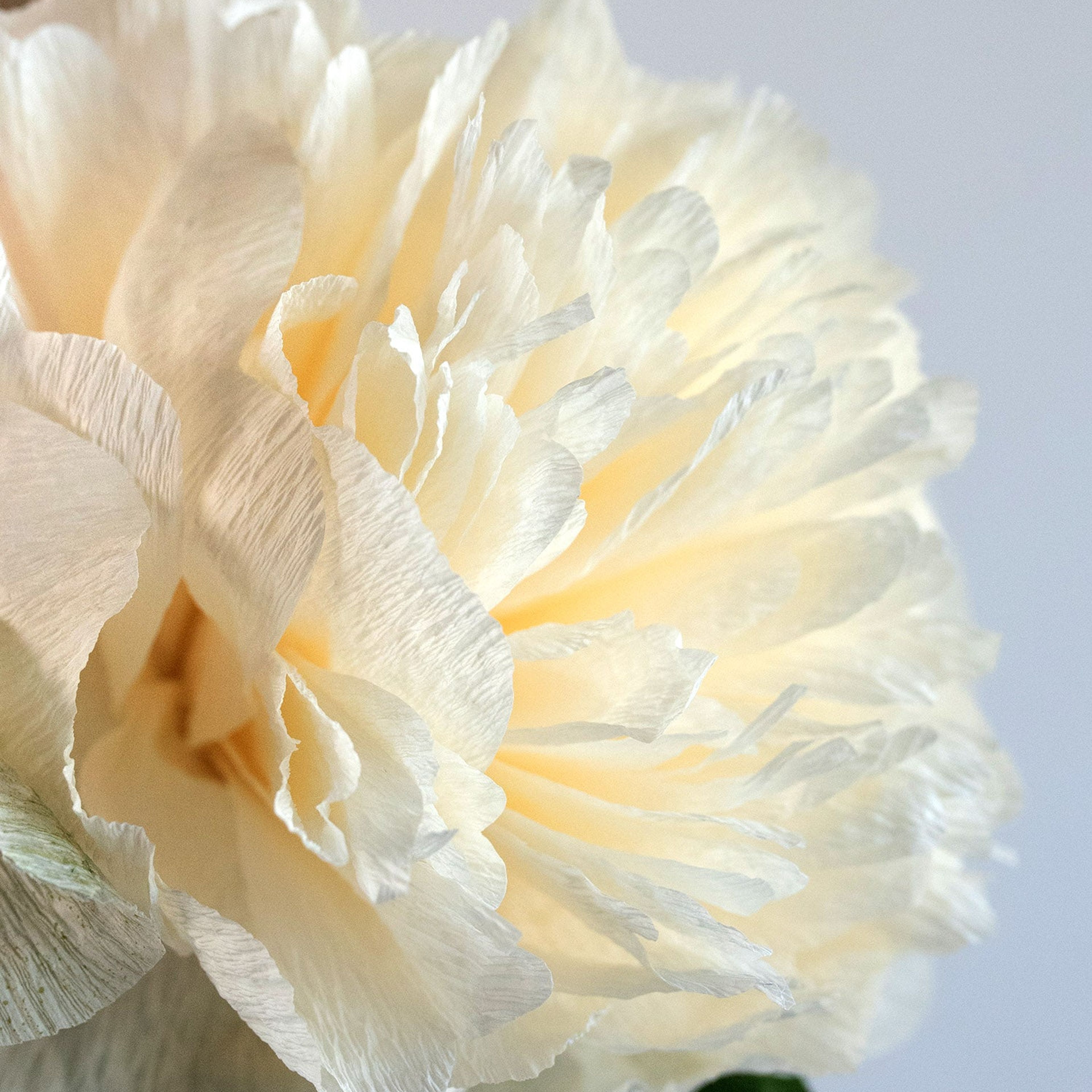 Peony for Your Thoughts
